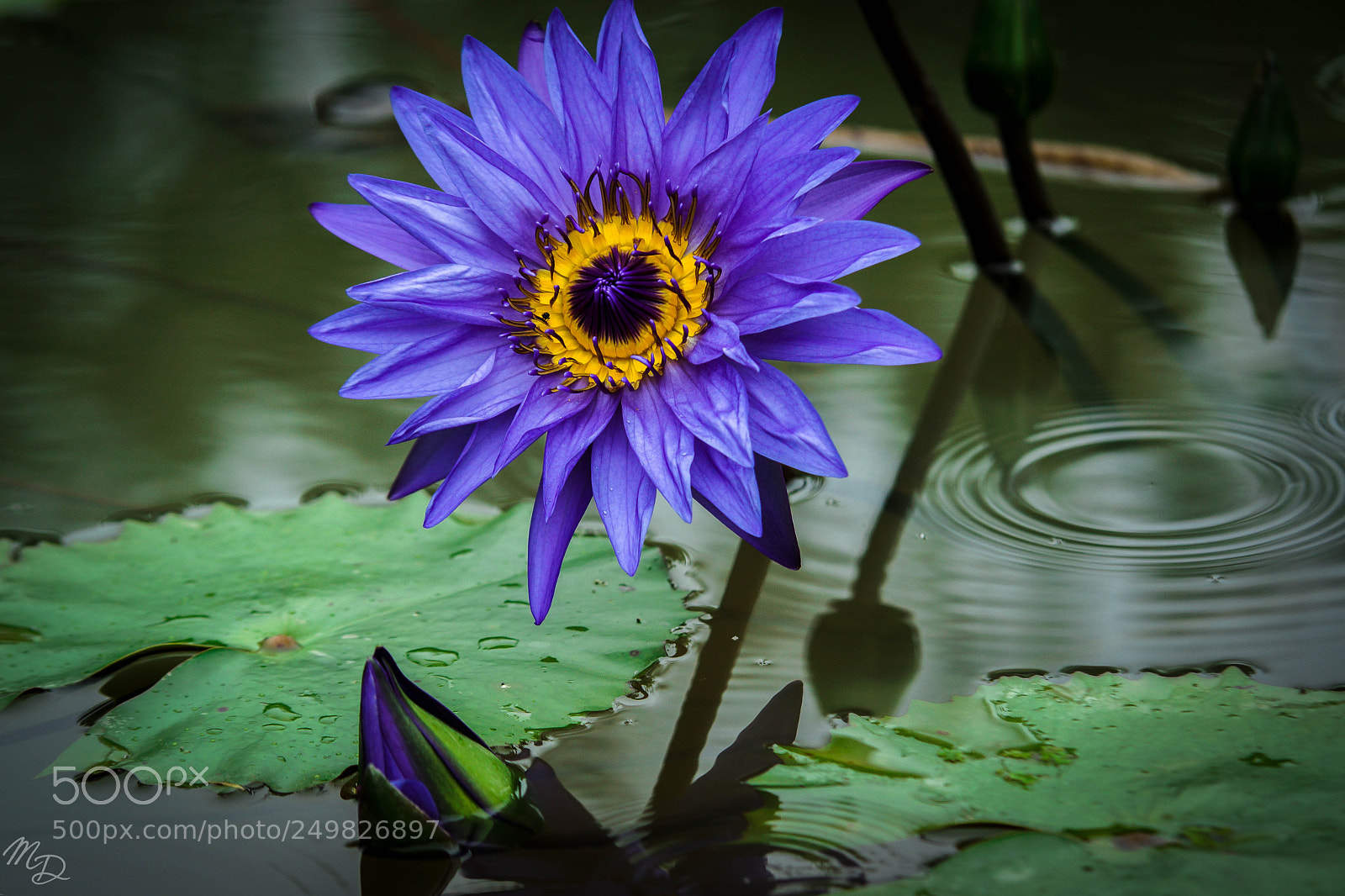 Sony SLT-A77 sample photo. Purple rain photography