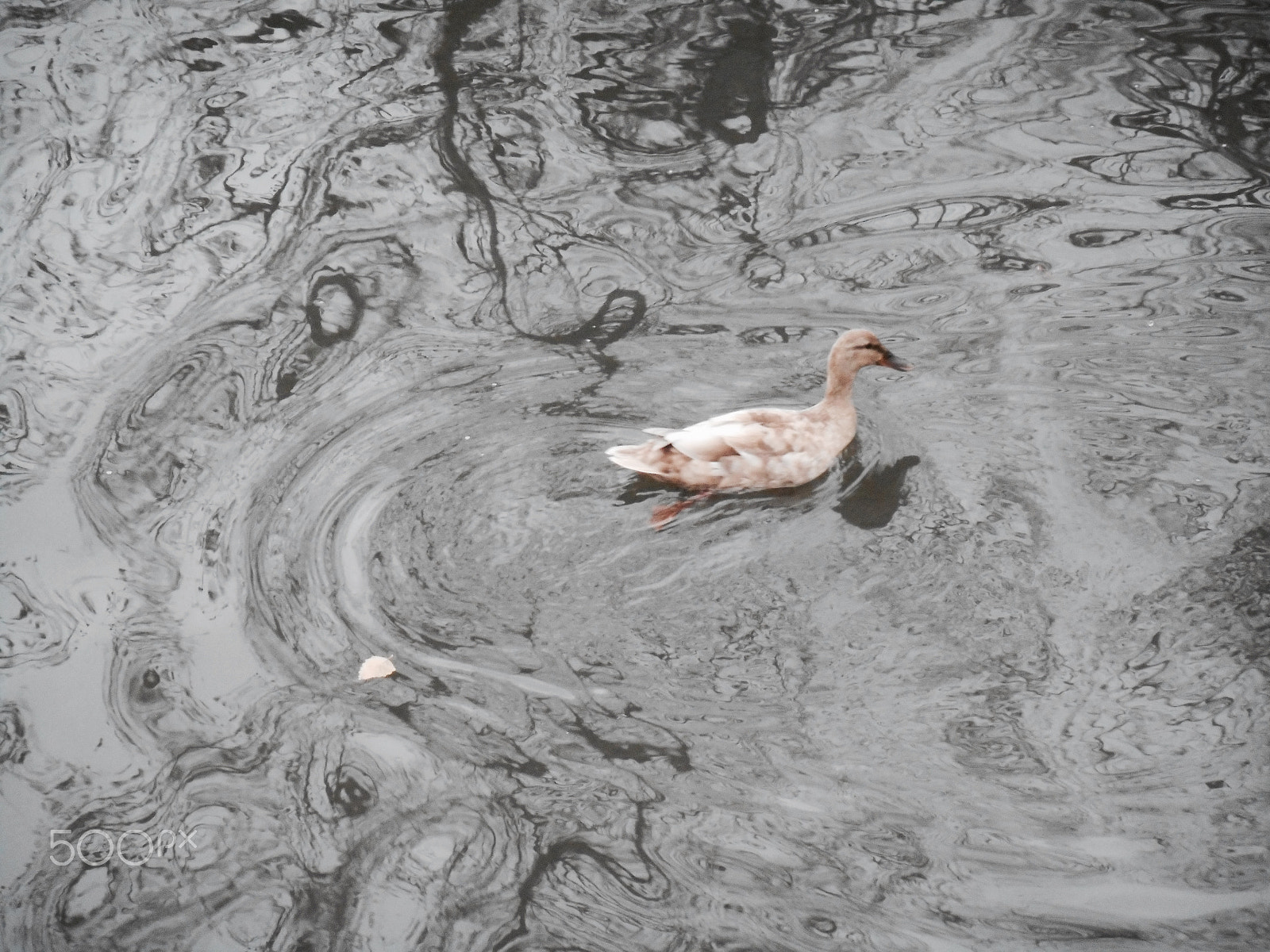 Nikon Coolpix S3600 sample photo. Duck in a pond photography