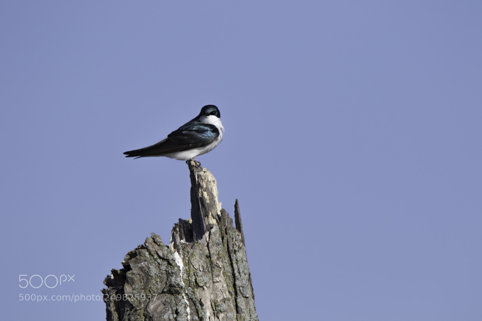 Canon EOS 7D Mark II sample photo. Tree swallow  photography
