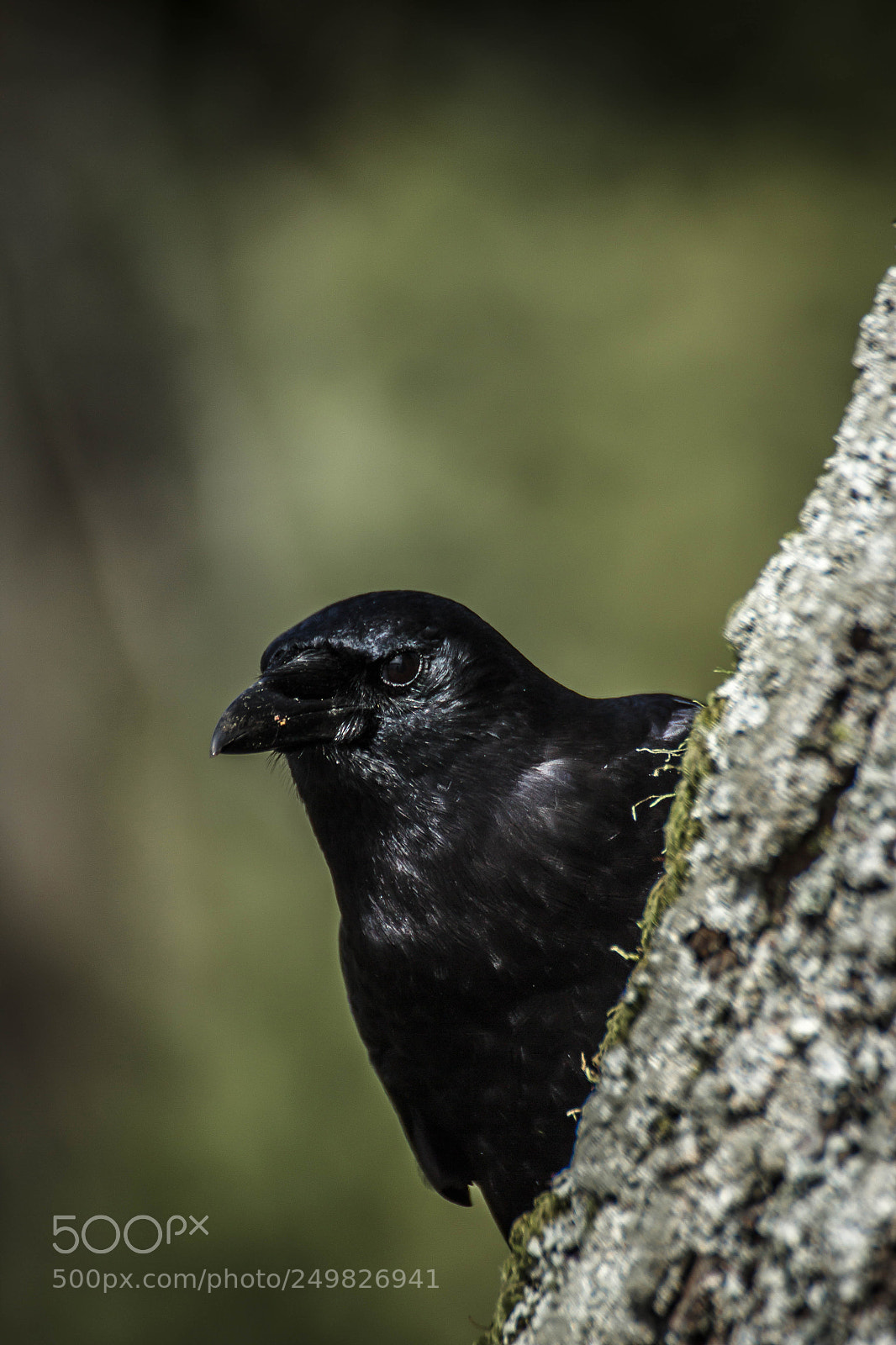 Canon EOS 600D (Rebel EOS T3i / EOS Kiss X5) sample photo. Gregory the crow photography