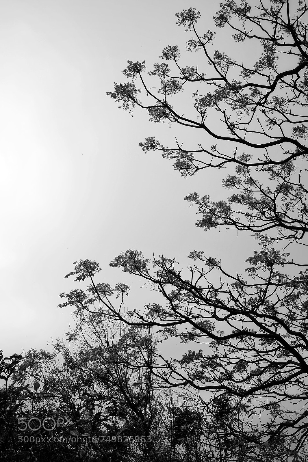 Fujifilm X-T1 sample photo. Longing to sun photography
