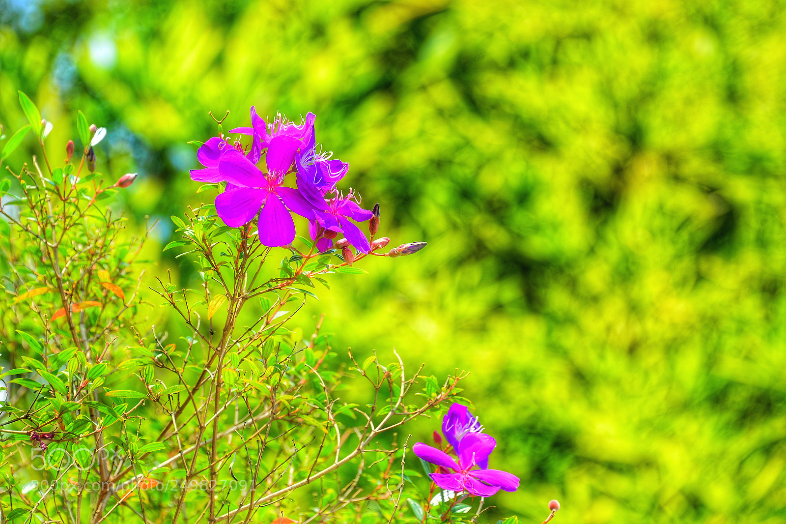 Nikon D610 sample photo. Purple photography