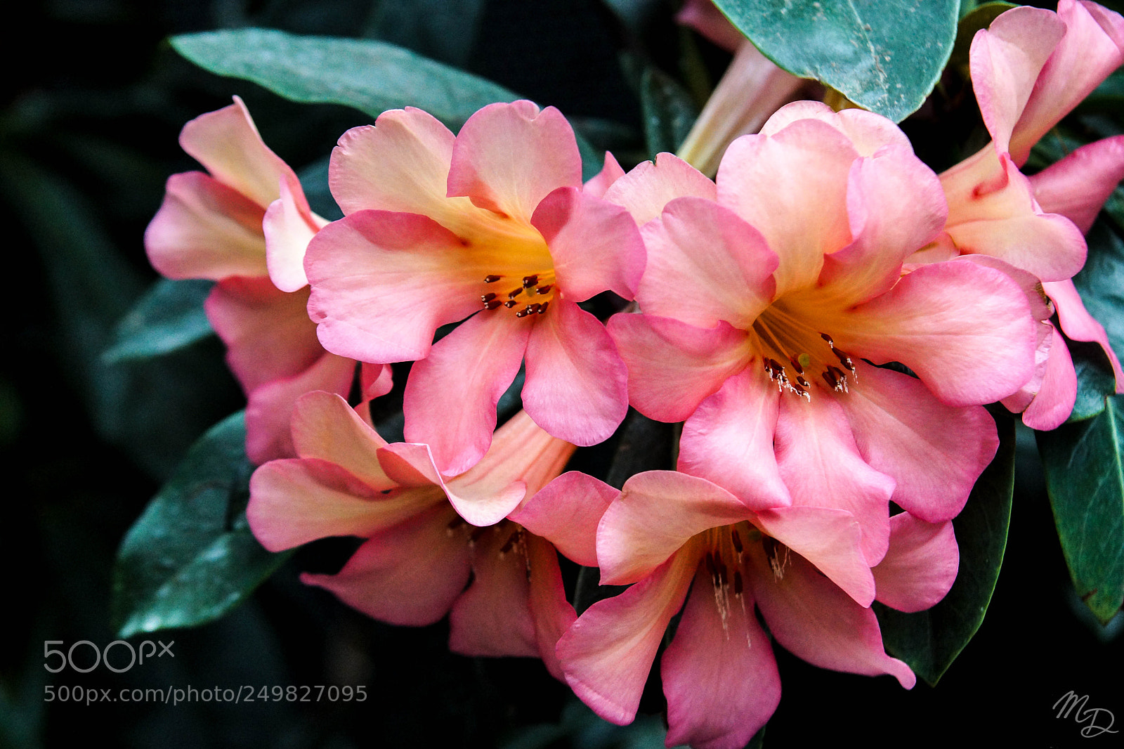 Sony SLT-A77 sample photo. Flora in pink photography