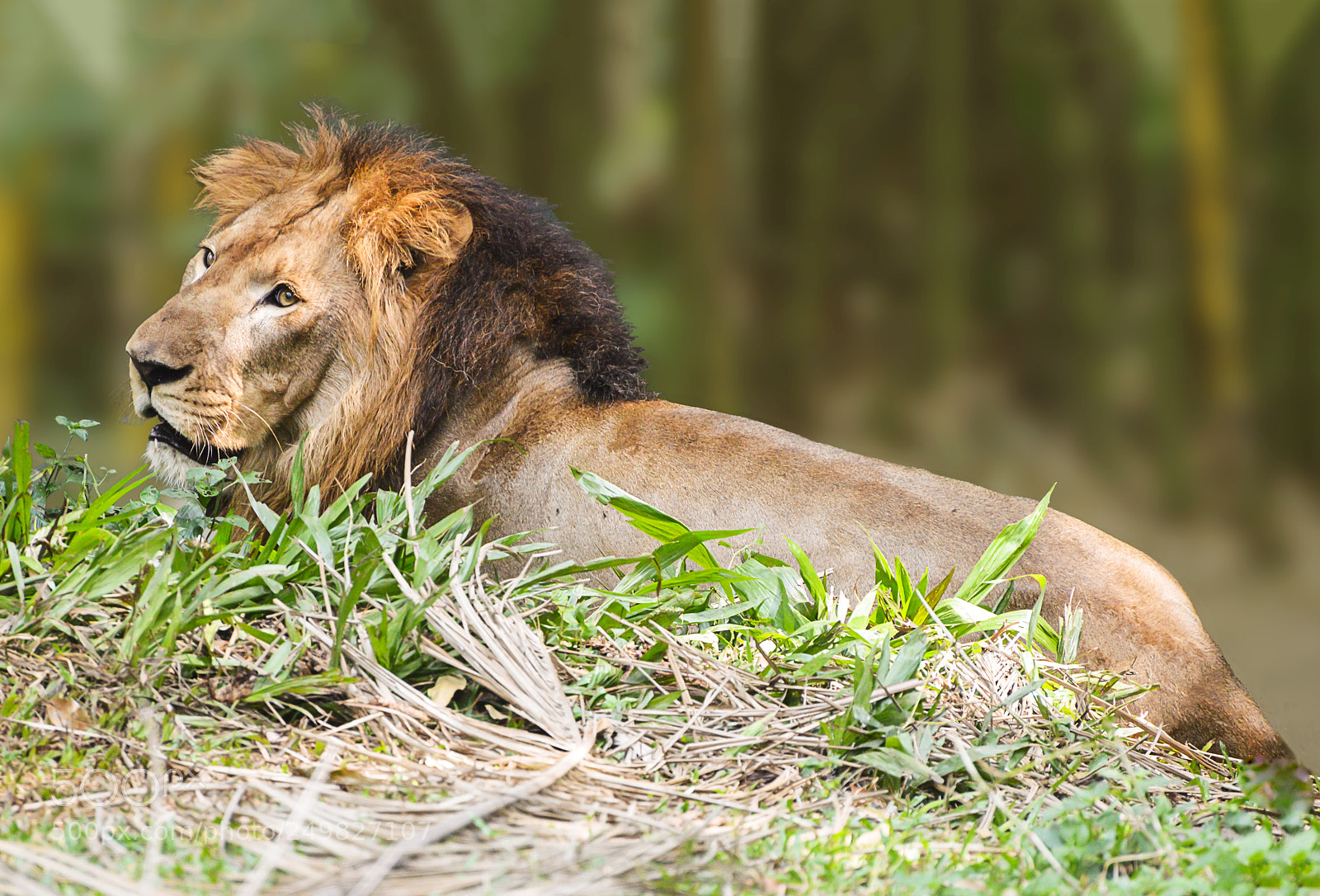 Nikon D3200 sample photo. Roar photography