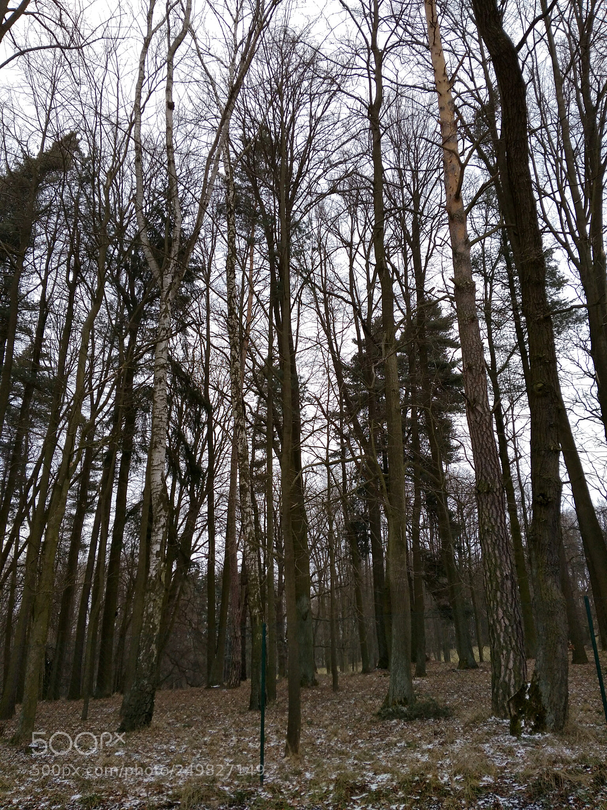 Xiaomi Redmi 4A sample photo. Park photography