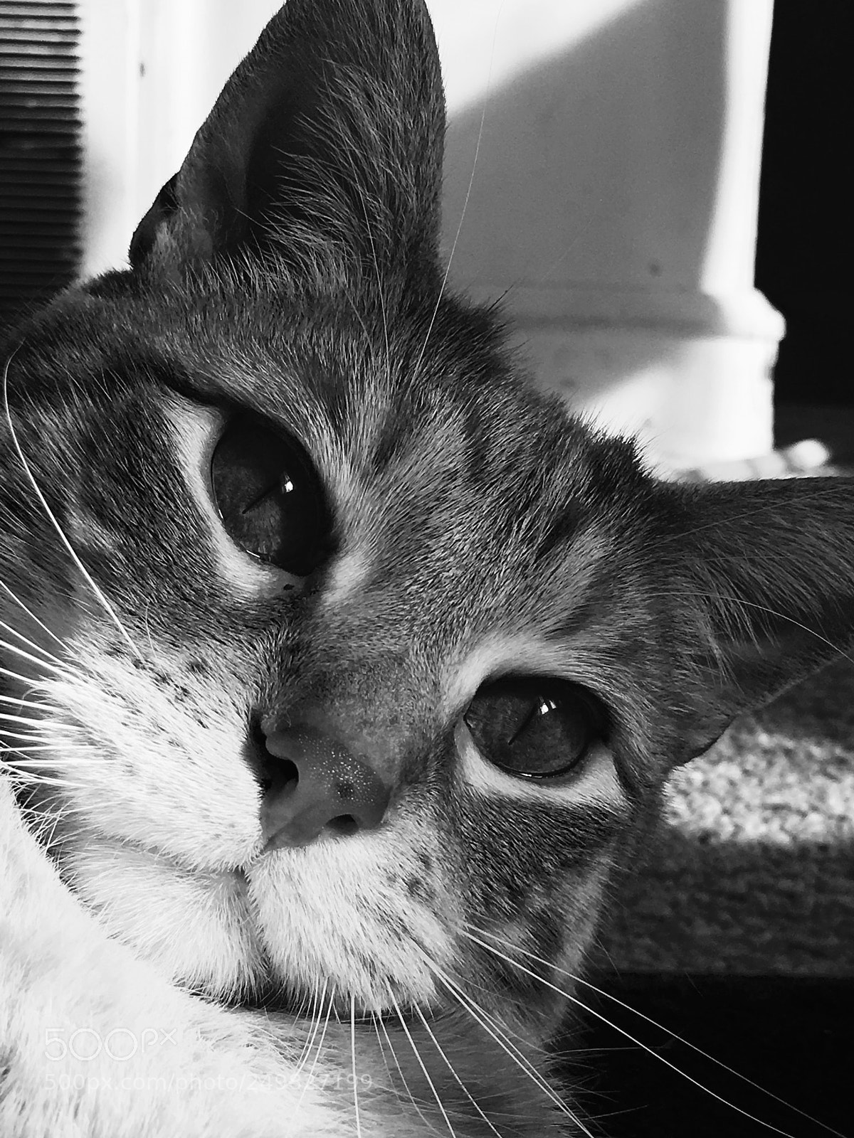 Apple iPhone 6s sample photo. Black and white cat photography