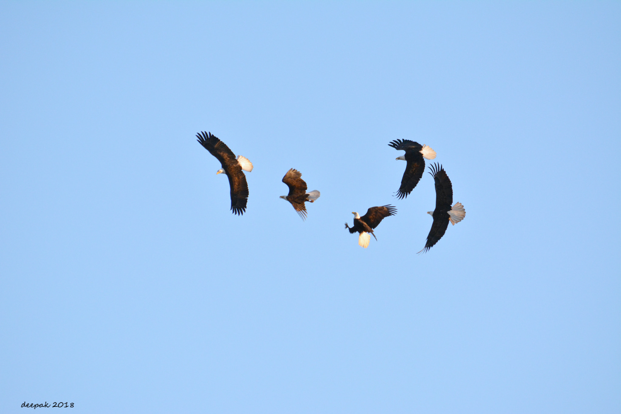 Nikon D5200 sample photo. The famous five photography