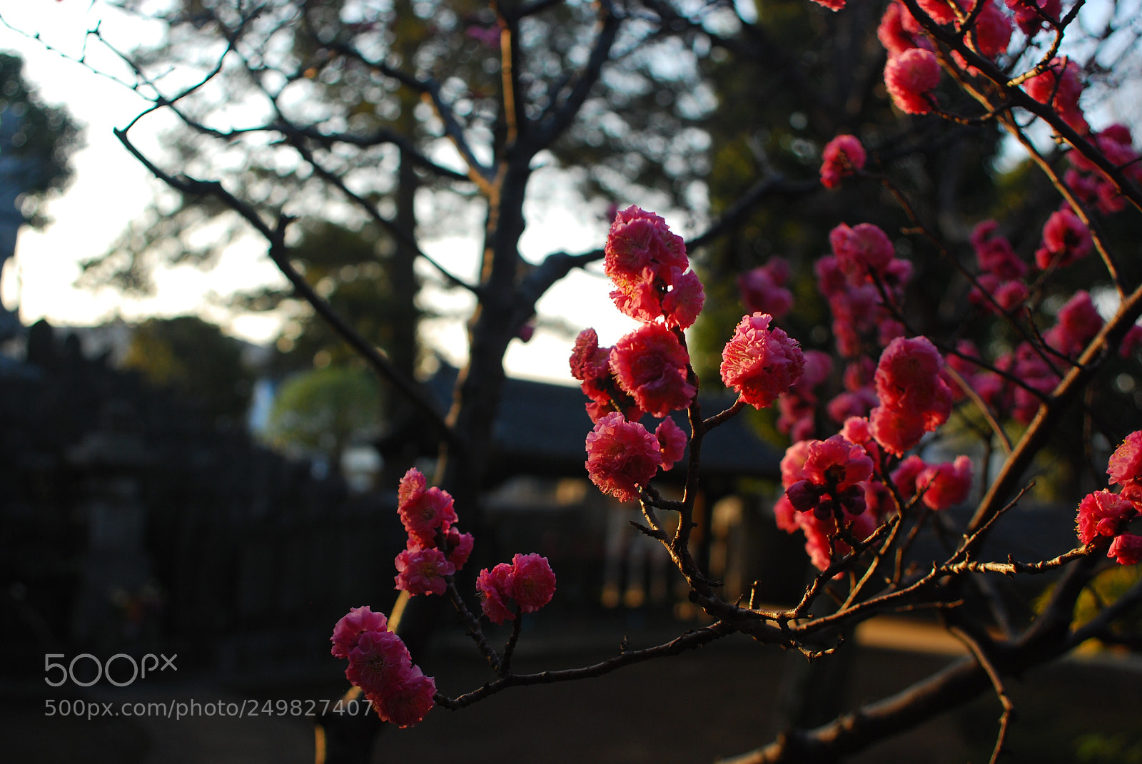 Nikon D80 sample photo. Untitled photography