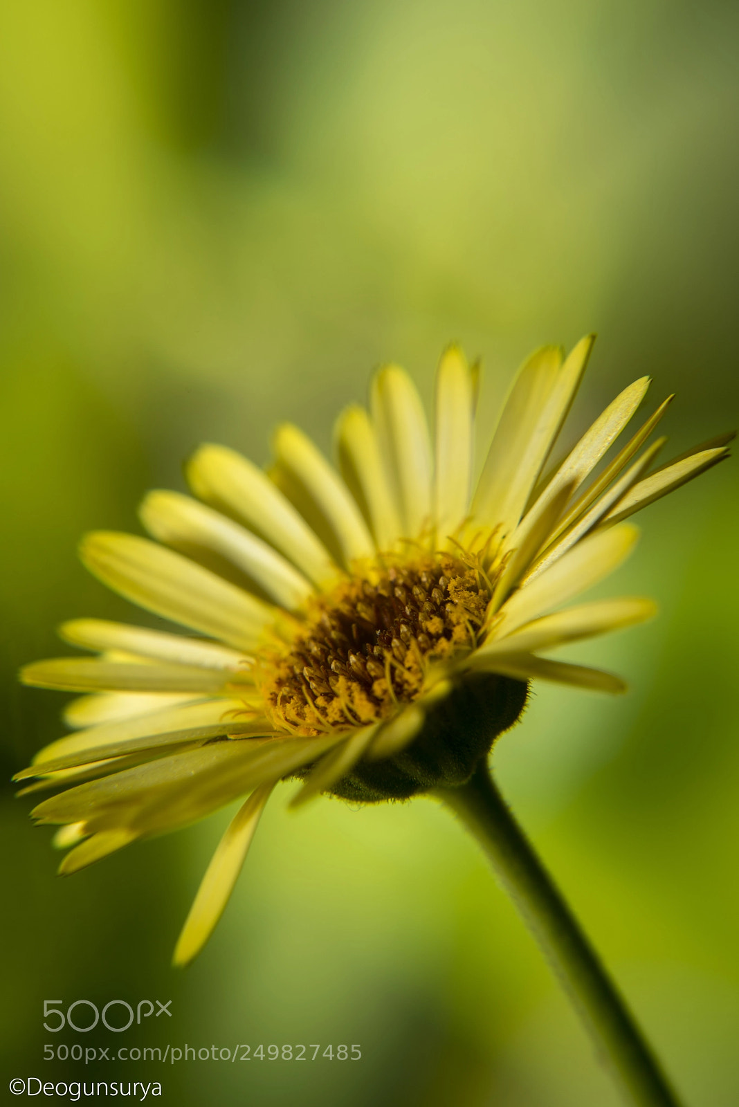 Nikon D810 sample photo. A tiny marigold photography