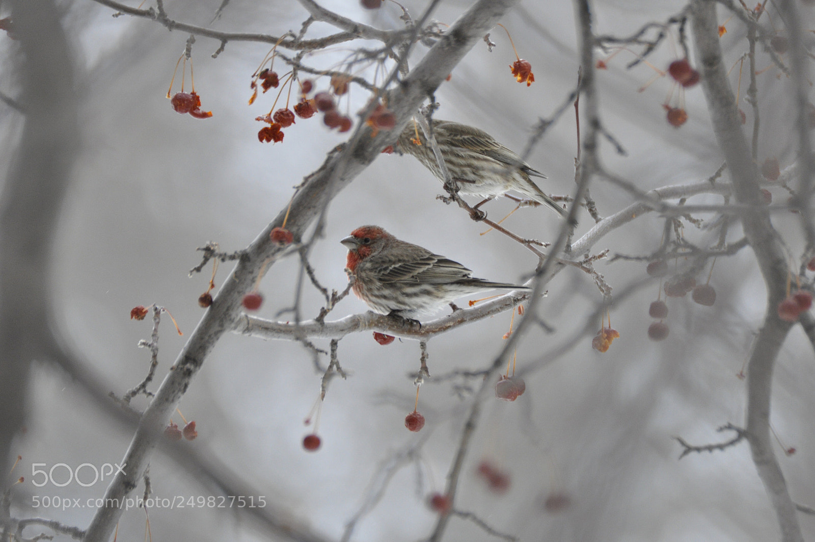 Nikon D90 sample photo. House finches photography