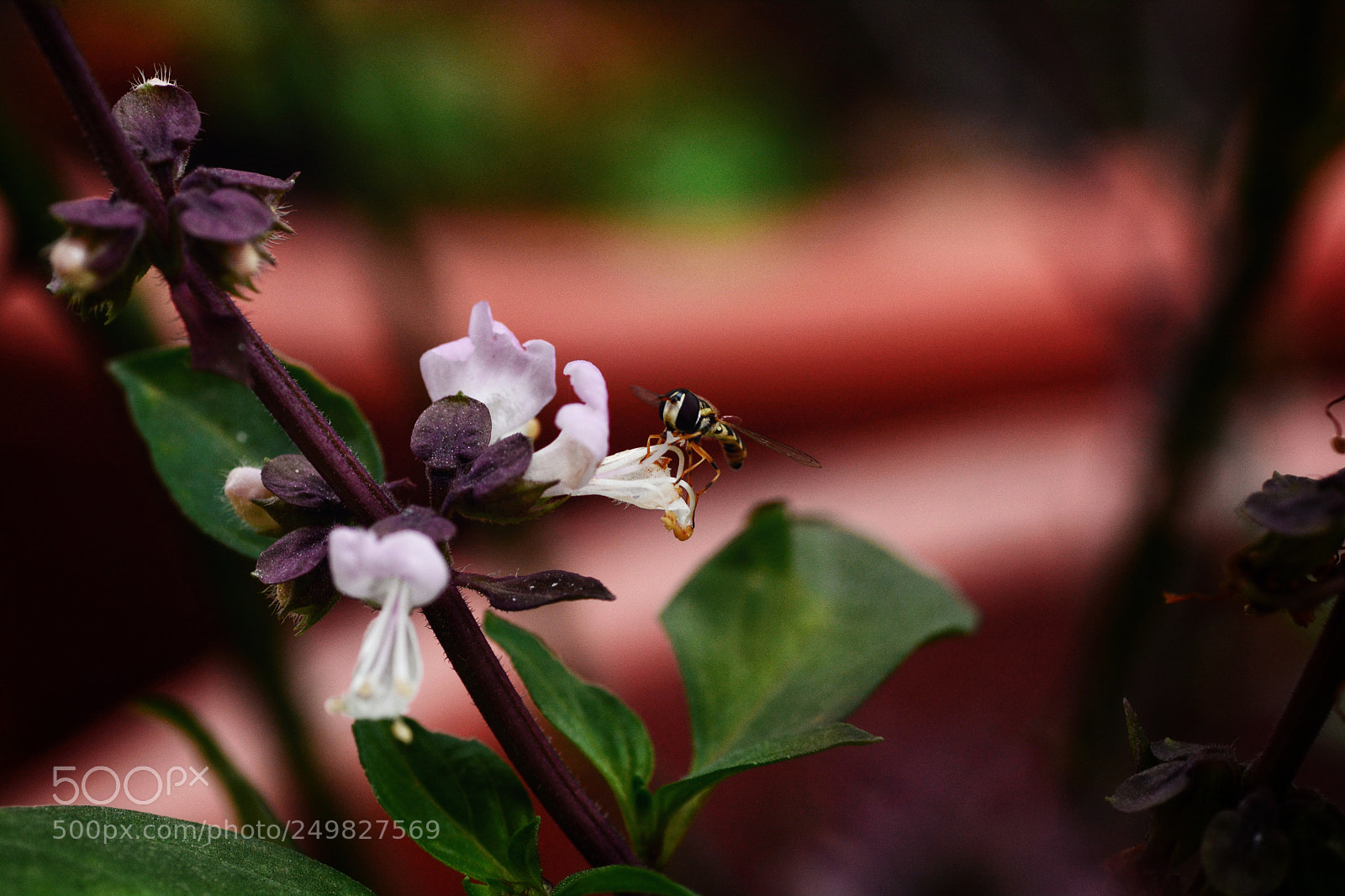 Nikon D7100 sample photo. Cmcdnt photography