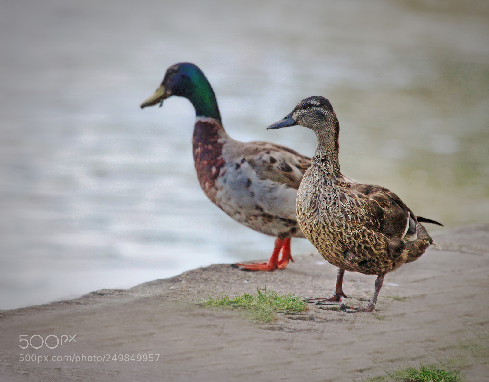 Canon EOS 50D sample photo. Couple of duck photography