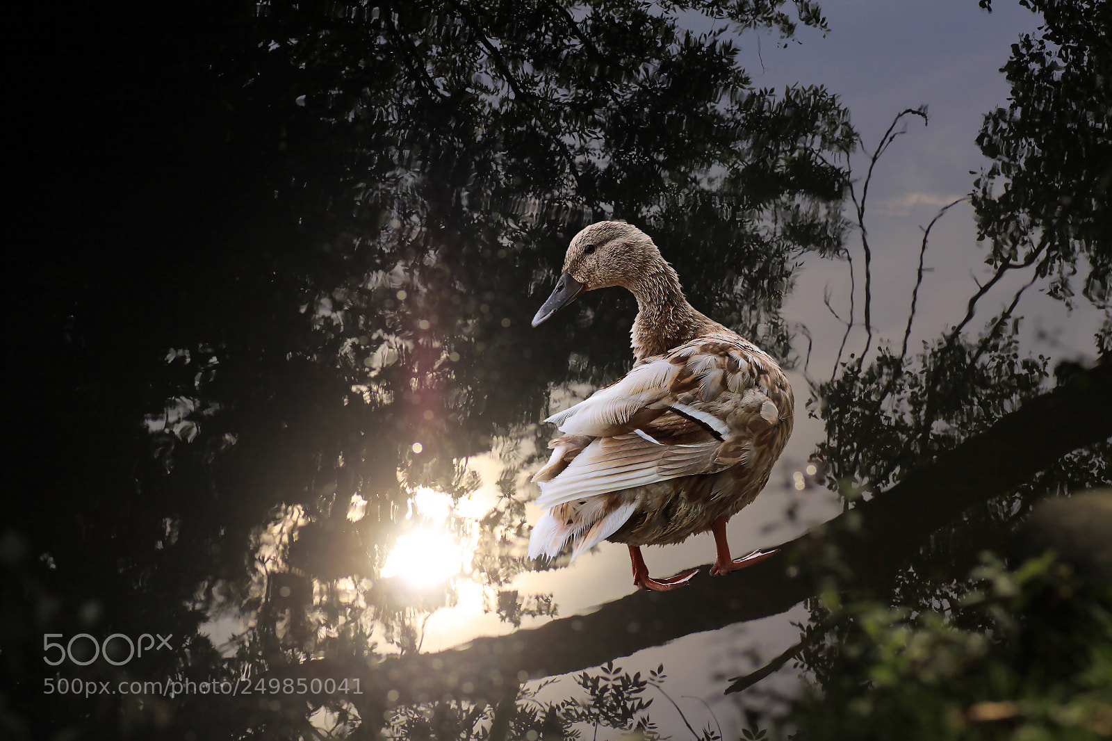 Canon EOS 50D sample photo. The duck photography