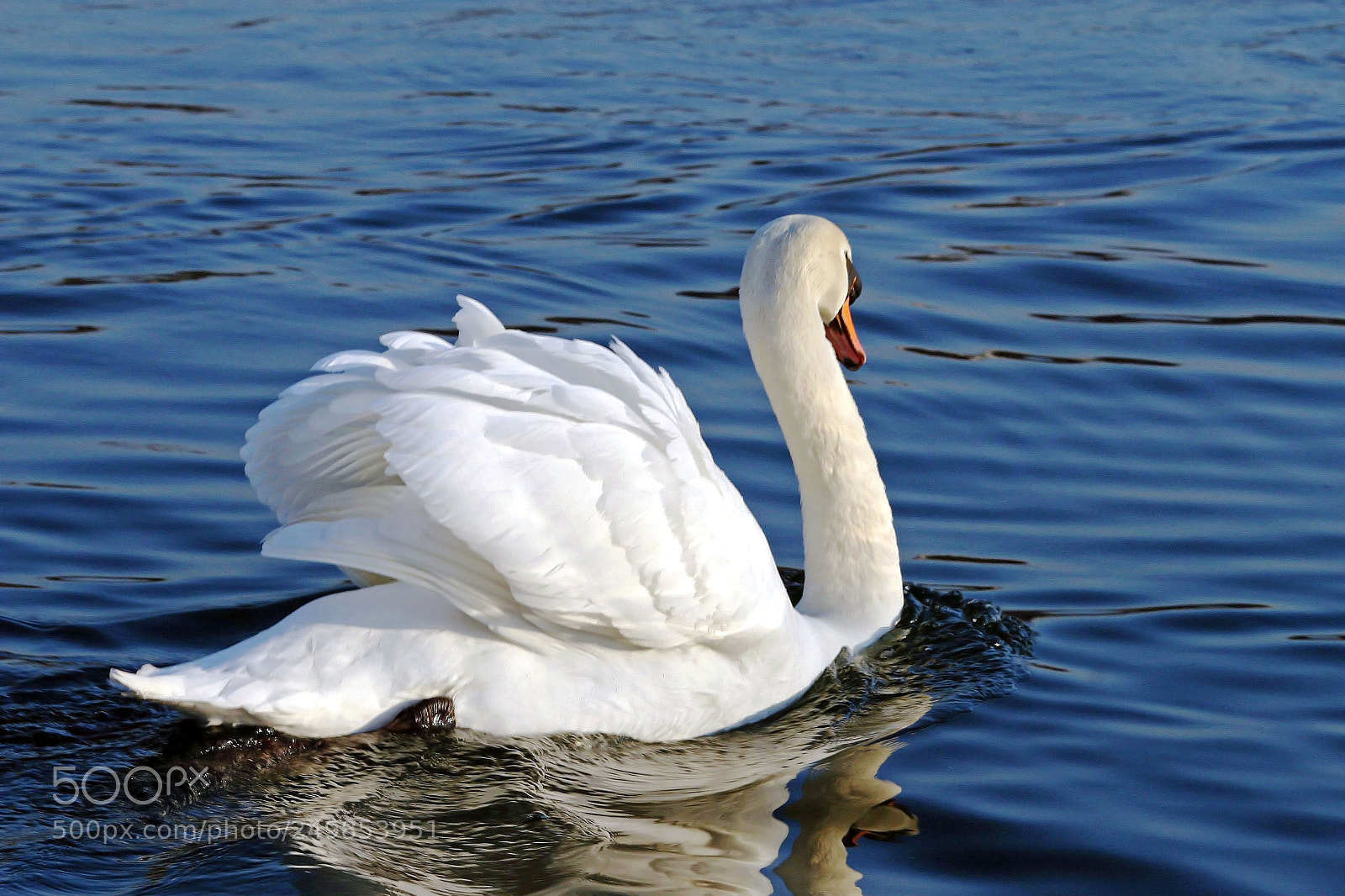 Canon EOS 30D sample photo. Swan photography
