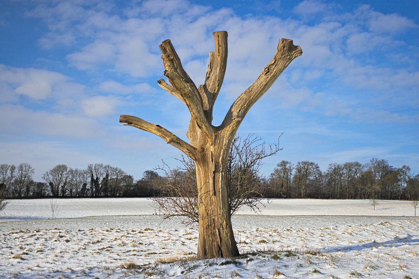 Canon EOS 30D + Canon EF 28mm F2.8 sample photo. Dead tree in winter photography