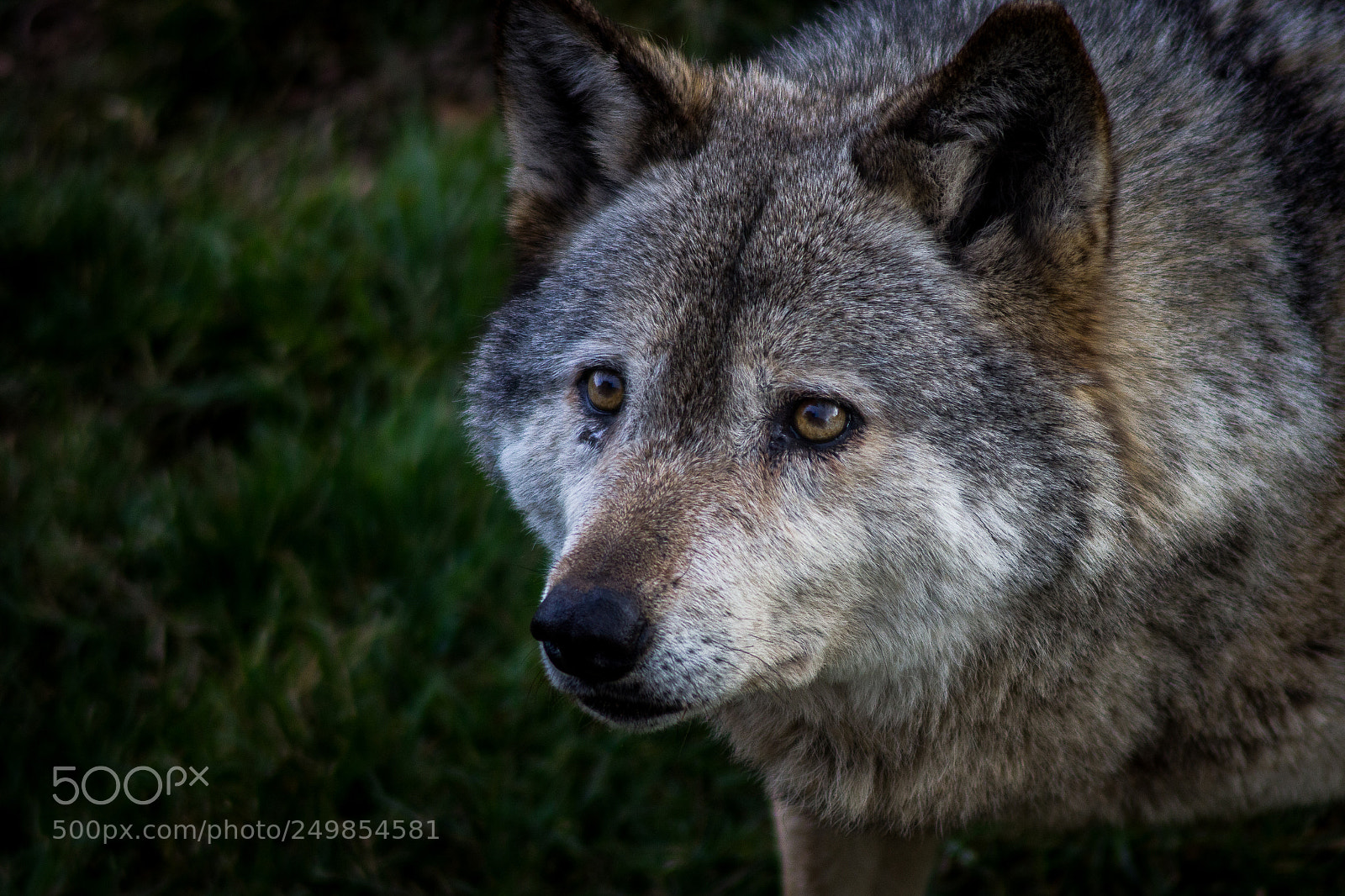 Canon EOS 600D (Rebel EOS T3i / EOS Kiss X5) sample photo. The grey wolf photography