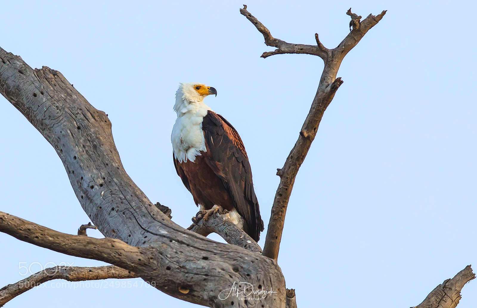 Canon EOS 5DS R sample photo. Afrikanischer seeadler photography