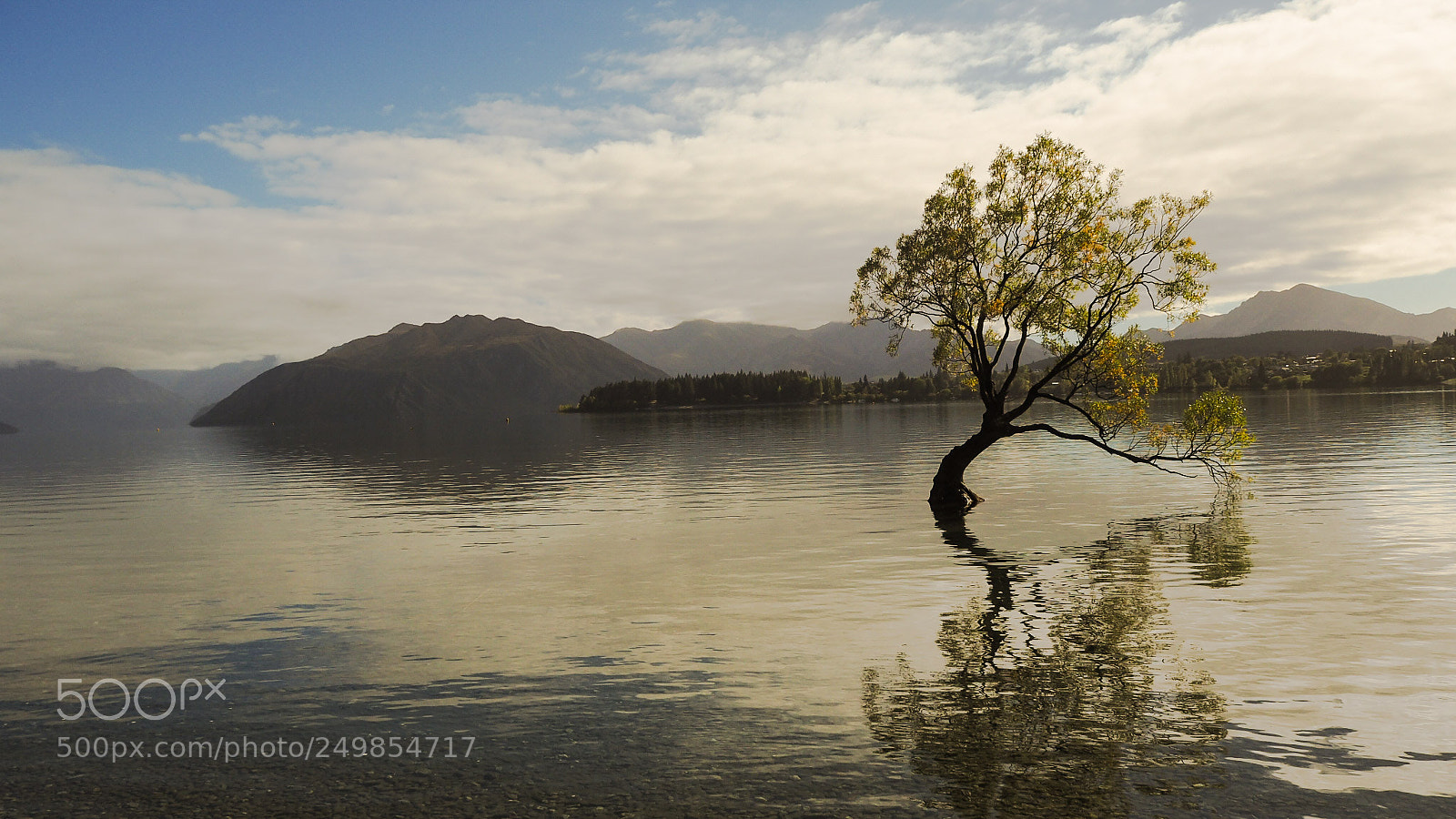 Olympus OM-D E-M10 II sample photo. That's wanaka tree photography