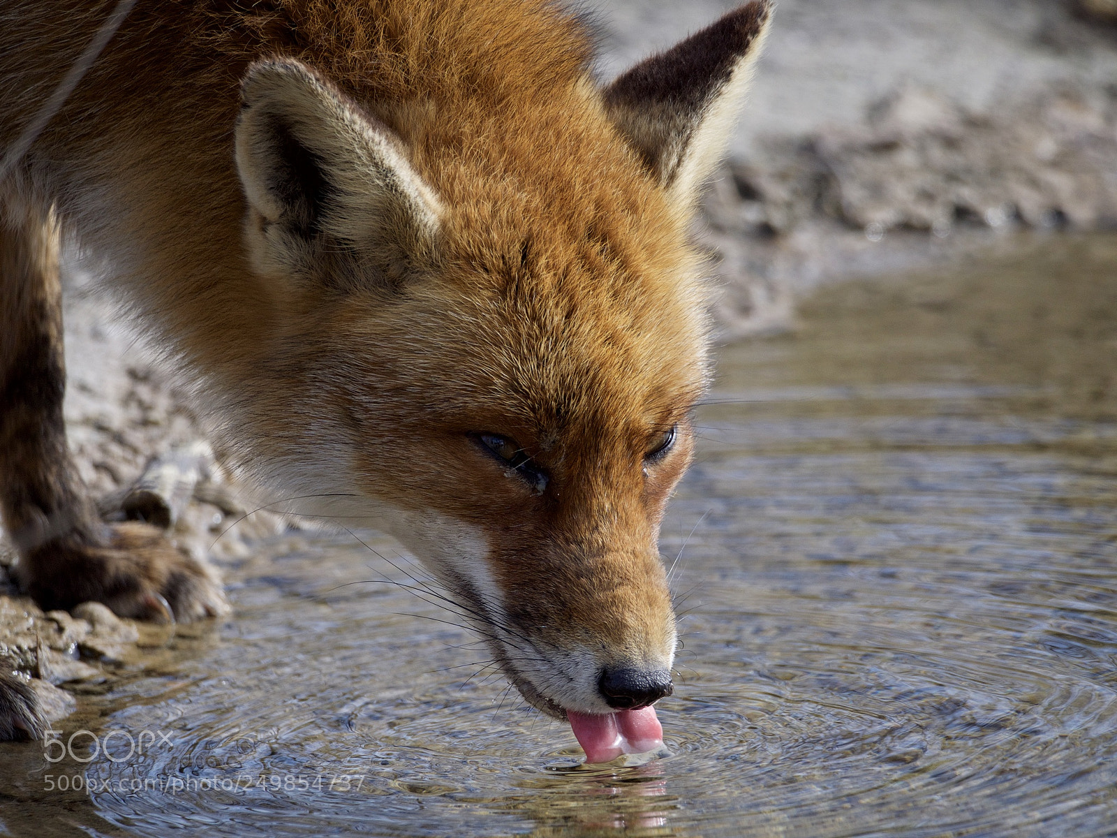 Olympus OM-D E-M10 II sample photo. Drinking fox photography