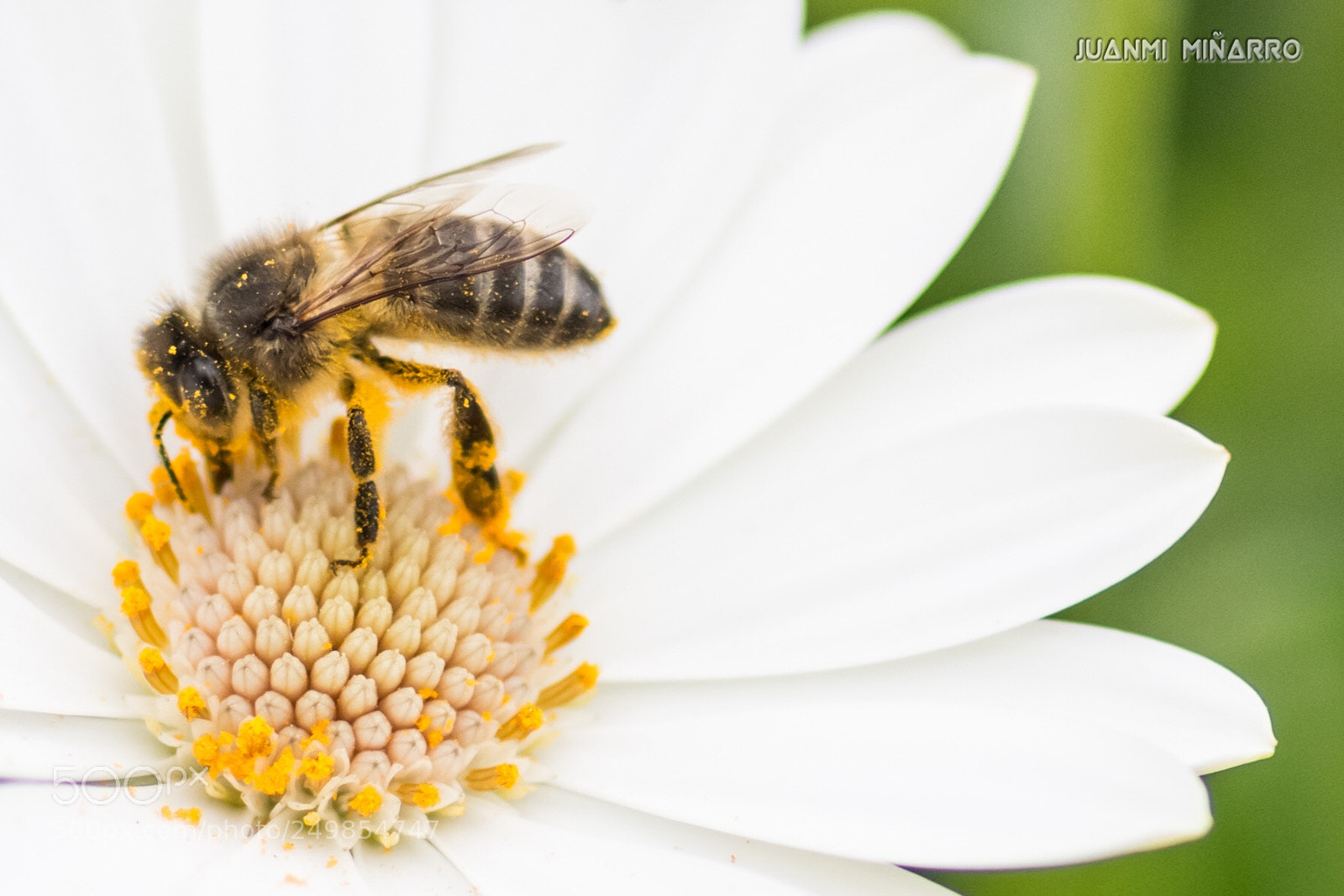 Nikon D7200 sample photo. Bee photography