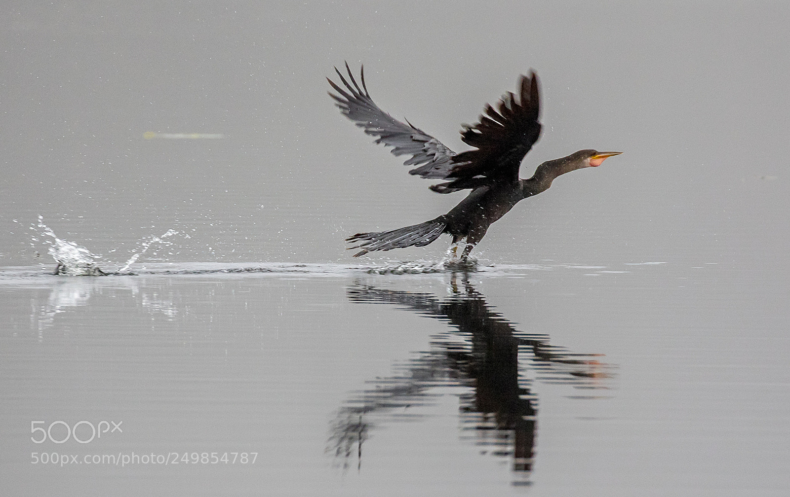Canon EOS 7D Mark II sample photo. Anhinga photography