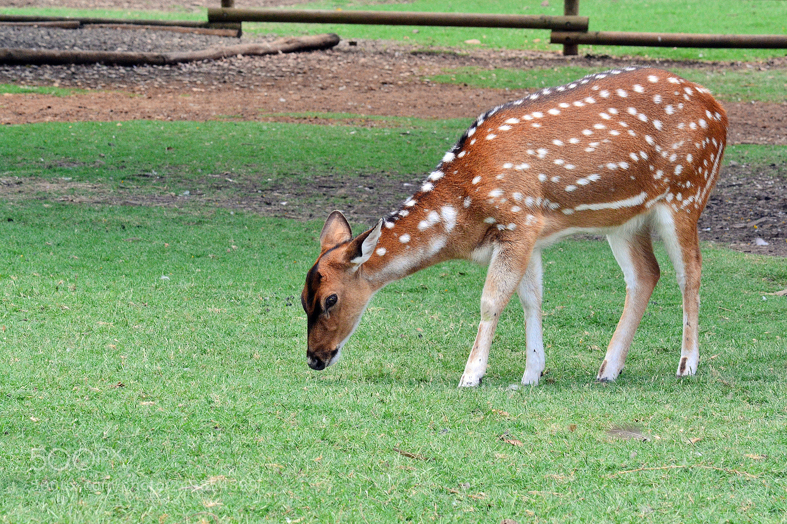 Nikon D3100 sample photo. Cute spotted fallow deer photography