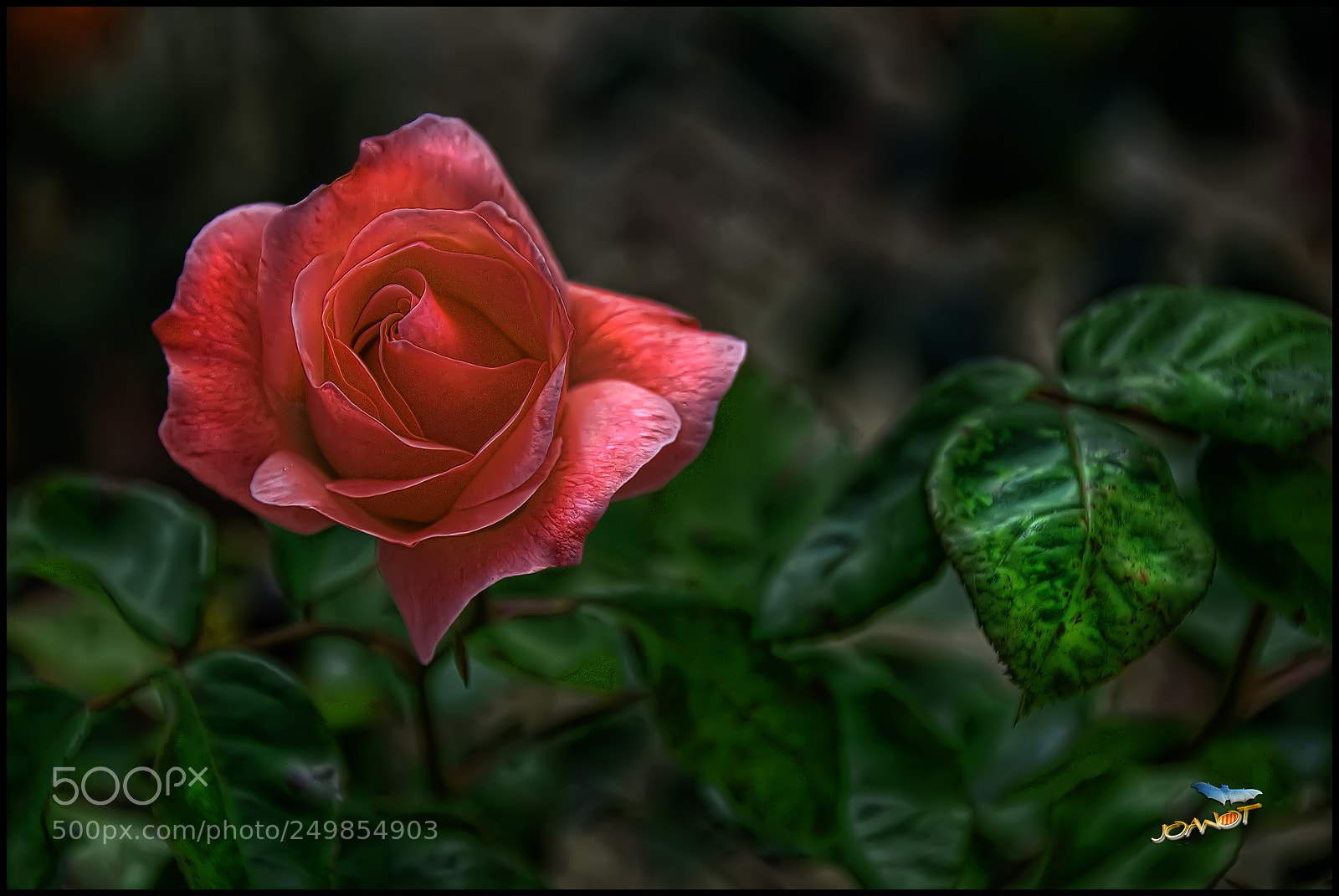 Nikon D200 sample photo. La rosa photography