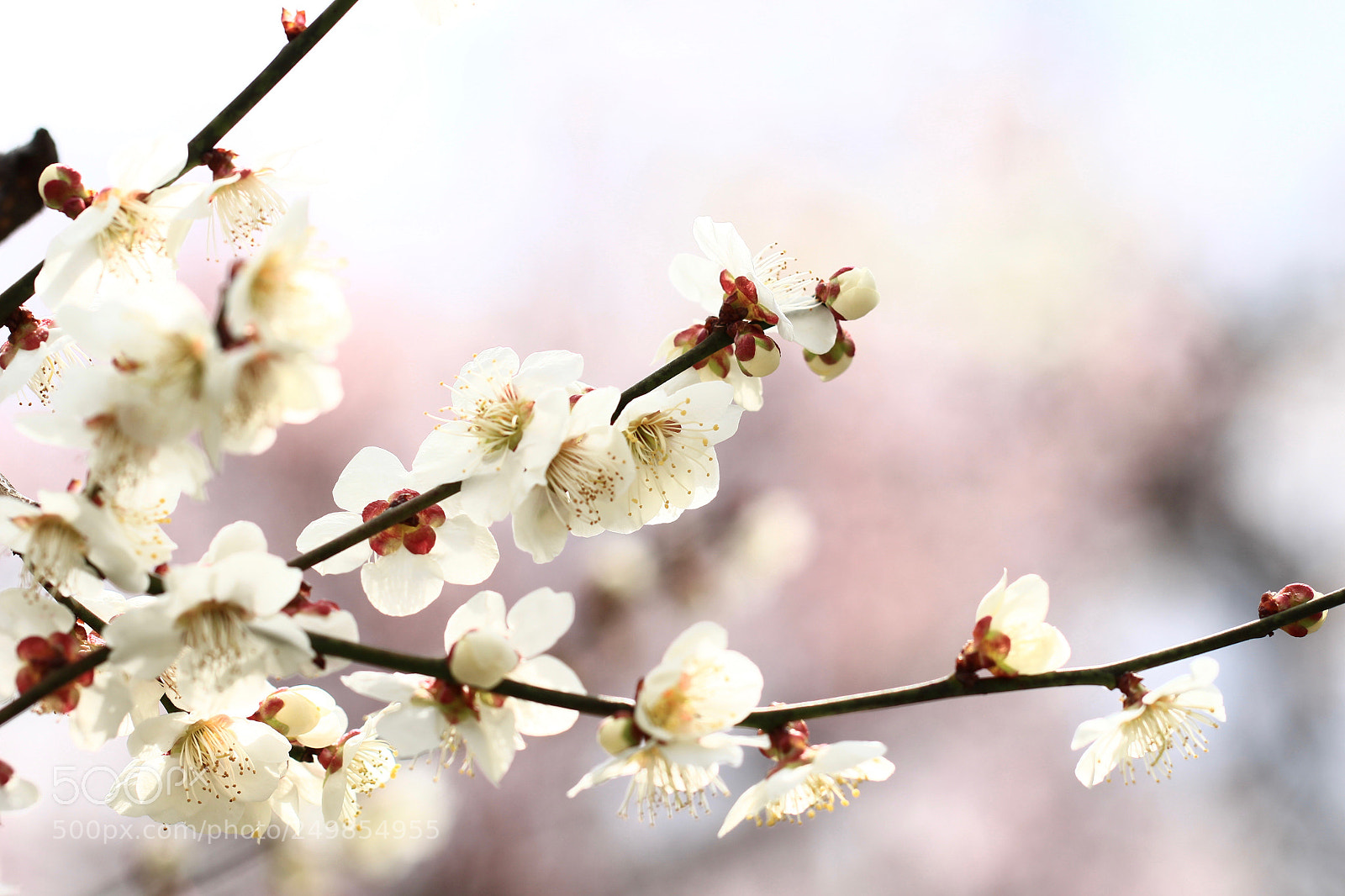 Canon EOS 700D (EOS Rebel T5i / EOS Kiss X7i) sample photo. A sweet scent... photography