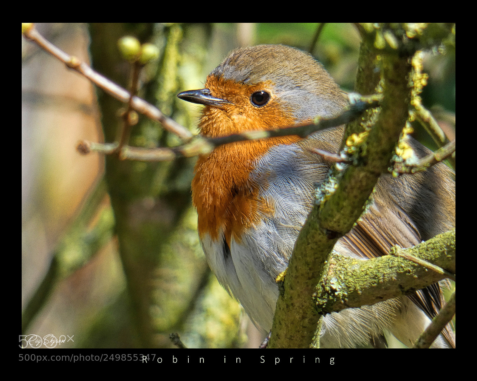 Panasonic Lumix DC-FZ80 (Lumix DC-FZ82) sample photo. Robin in spring photography
