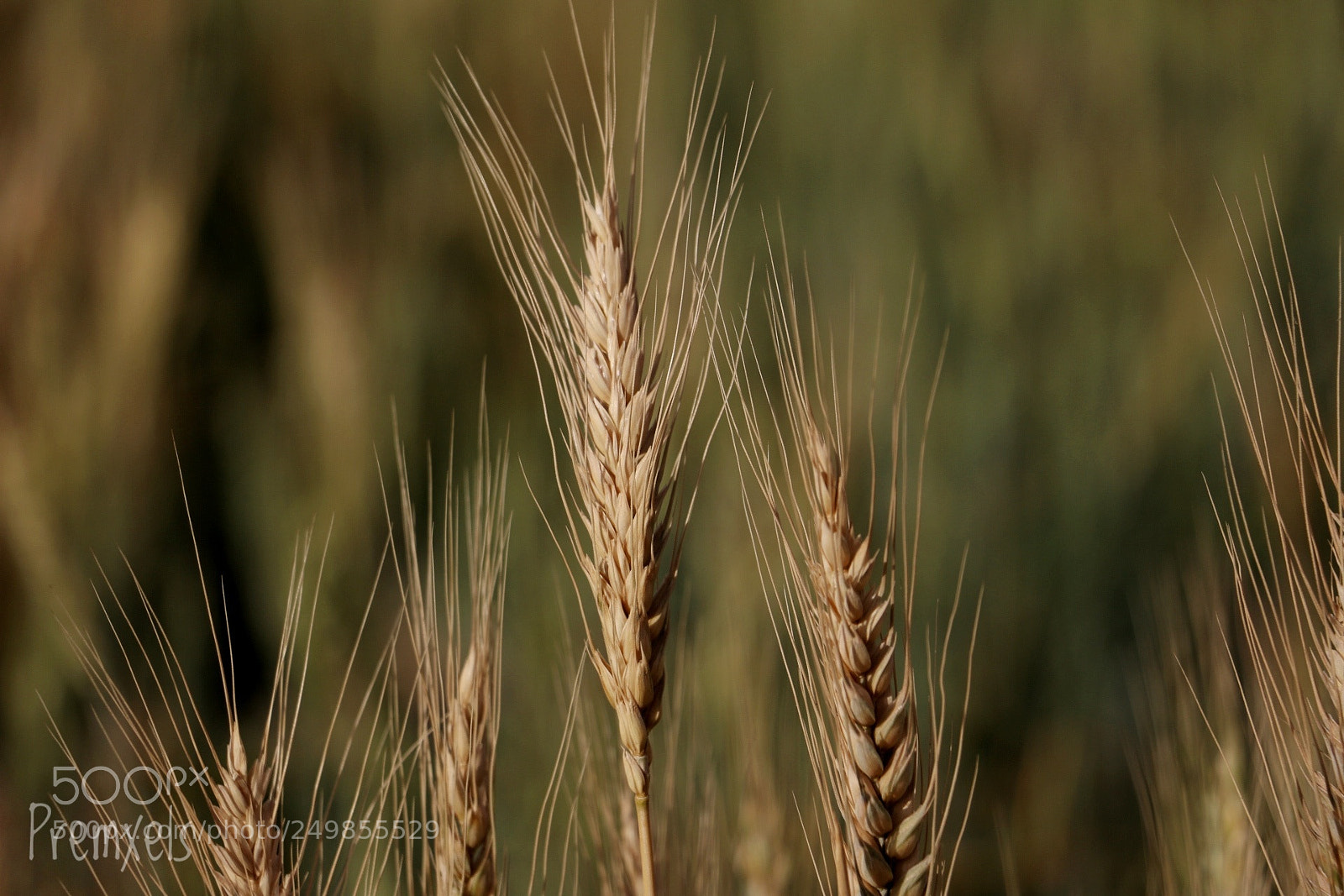 Canon EOS 70D sample photo. Wheat plant photography