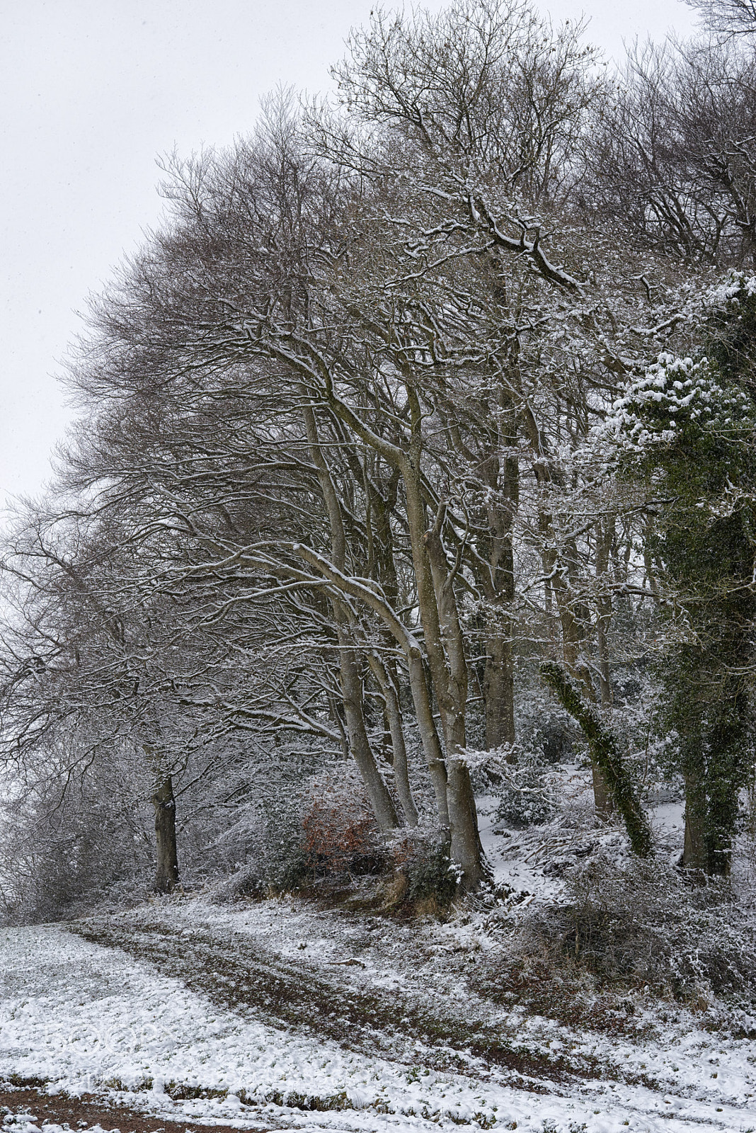 Nikon D800 sample photo. Woodland edge photography