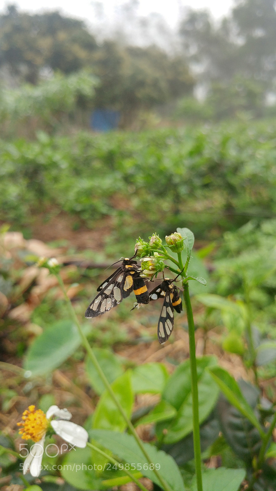 LG G5 sample photo. Butterfly photography