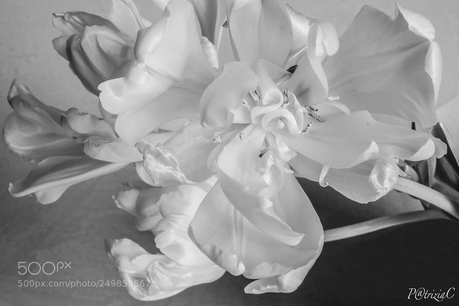 Fujifilm X-T2 sample photo. #totalwhite# photography