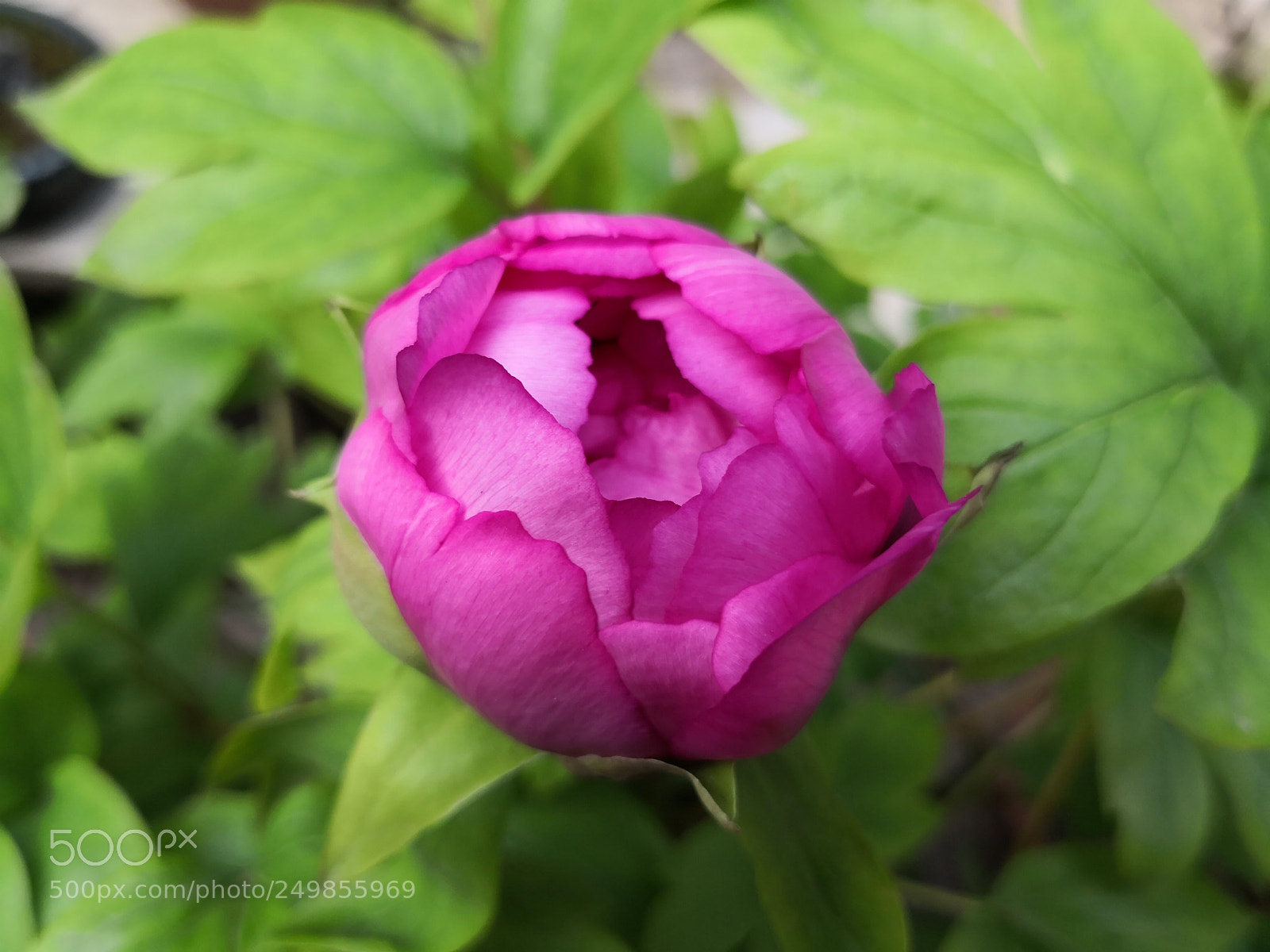 HUAWEI Mate 10 Pro sample photo. Untitled photography