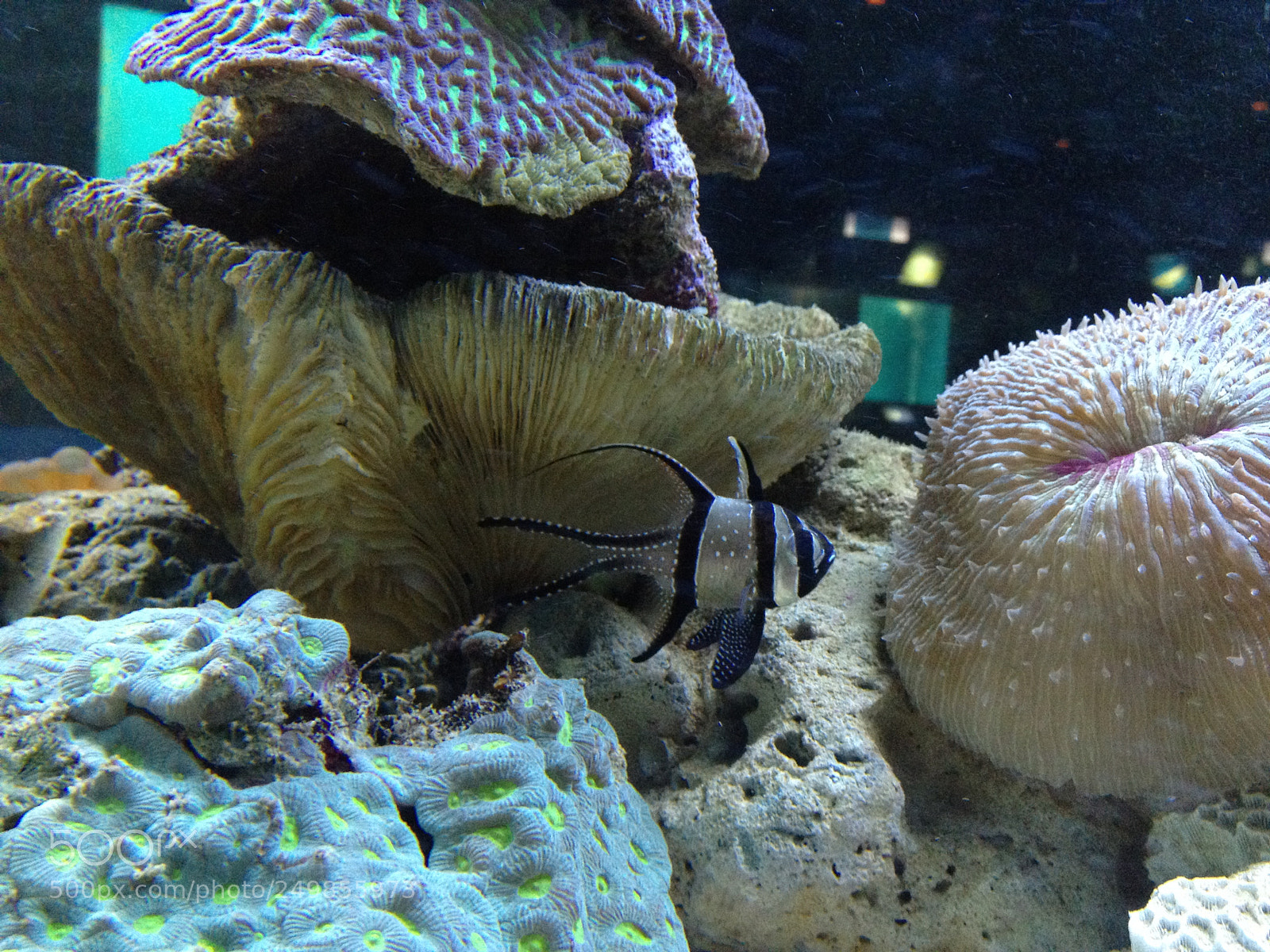 Apple iPhone 4S sample photo. Fish photography