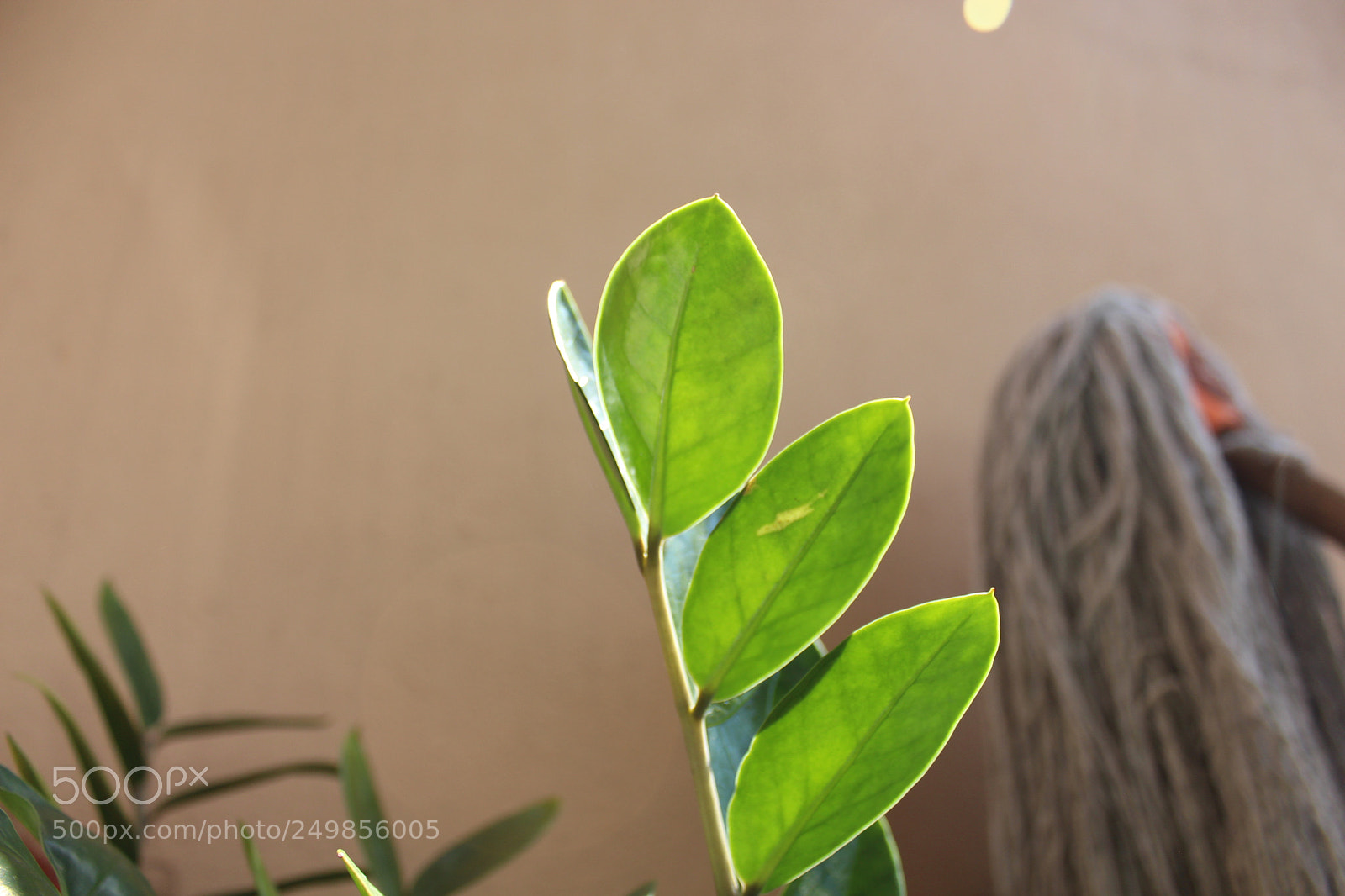 Canon EOS 650D (EOS Rebel T4i / EOS Kiss X6i) sample photo. Leafs photography