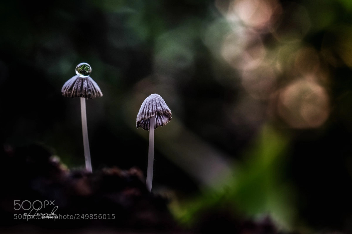 Fujifilm X-T1 sample photo. Another jungle story photography