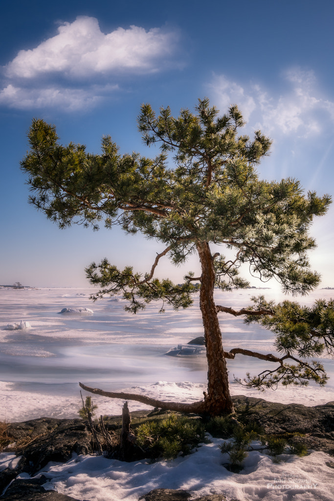 Panasonic Lumix DC-GX850 (Lumix DC-GX800 / Lumix DC-GF9) sample photo. Lonely tree photography