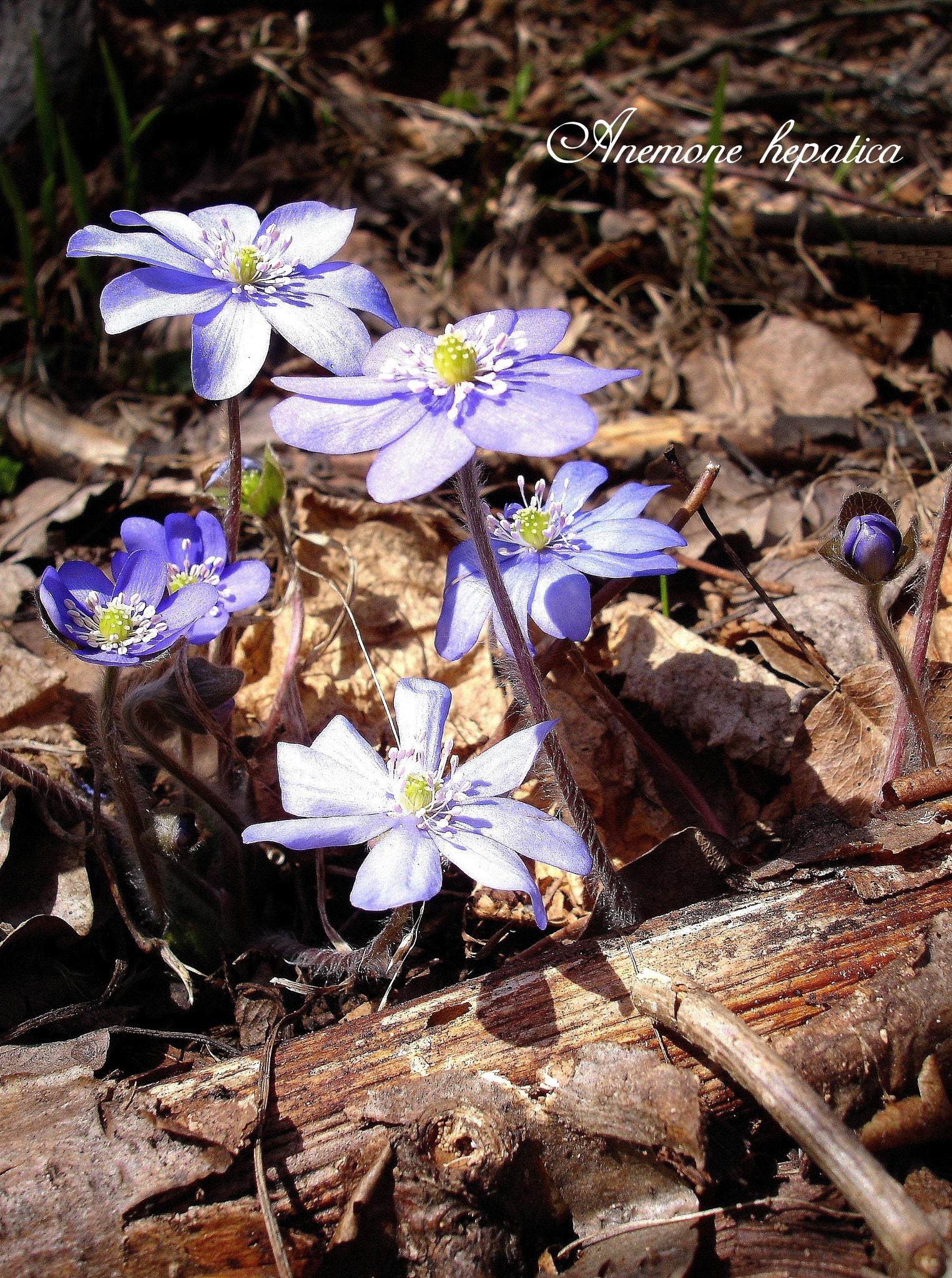 Sony DSC-P200 sample photo. Anemone photography