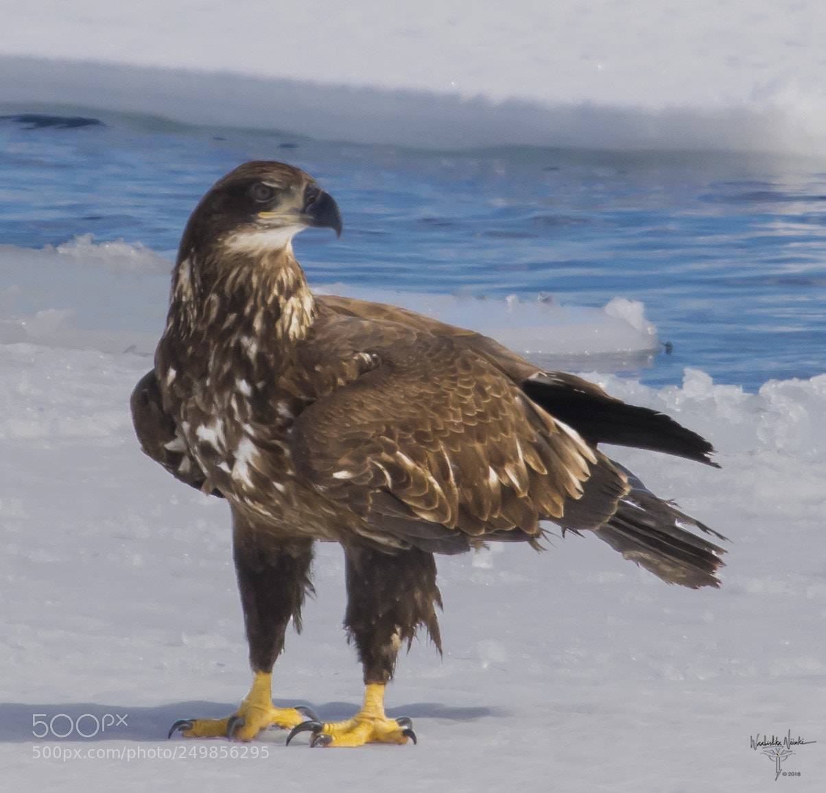 Nikon D7200 sample photo. On the ice photography