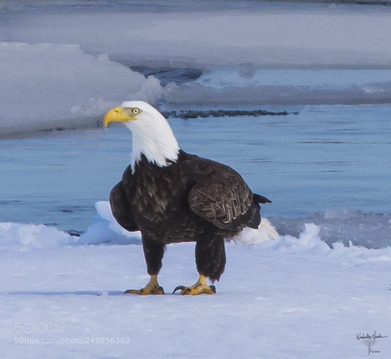 Nikon D7200 sample photo. Mature on ice photography