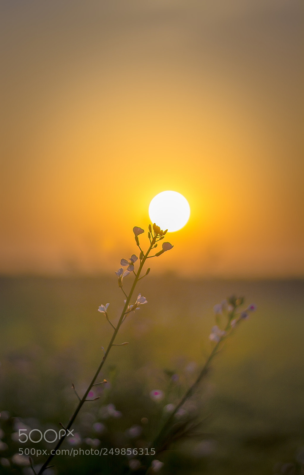 Nikon D7100 sample photo. The 'sun' flower photography
