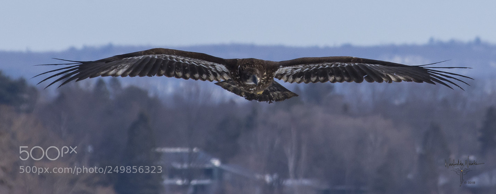 Nikon D7200 sample photo. Head on photography