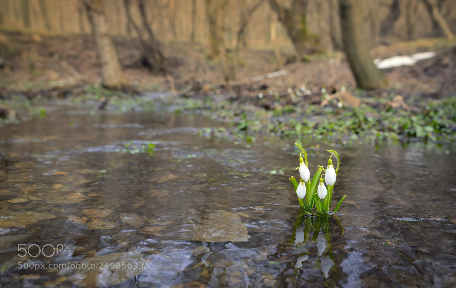 Nikon D610 sample photo. Snowdrops reflection in the photography