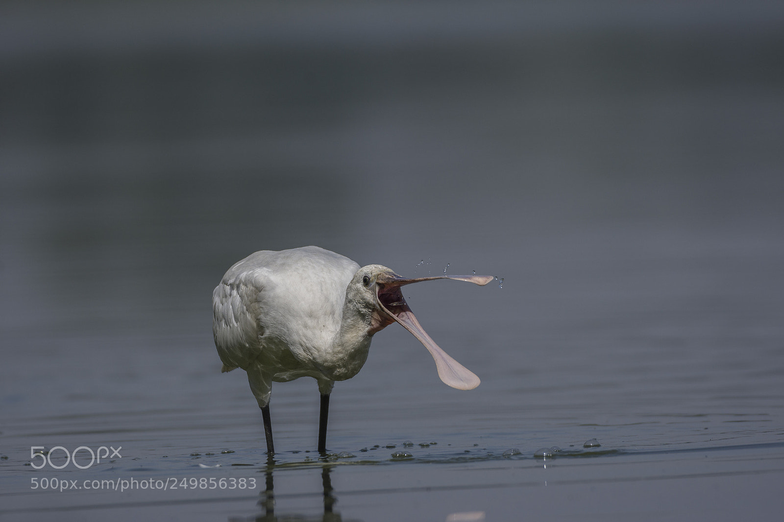 Nikon D7200 sample photo. Spoonbill photography