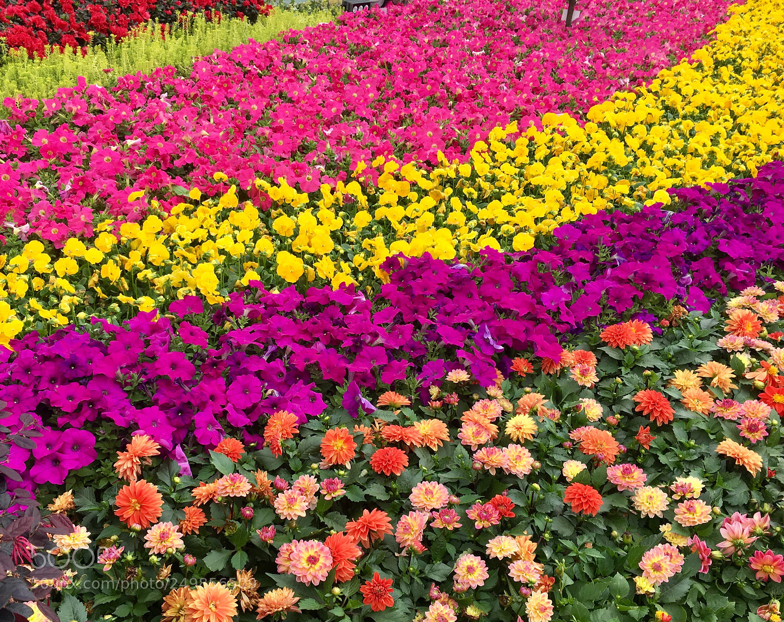 Apple iPhone 6s Plus sample photo. Rows of flowers photography