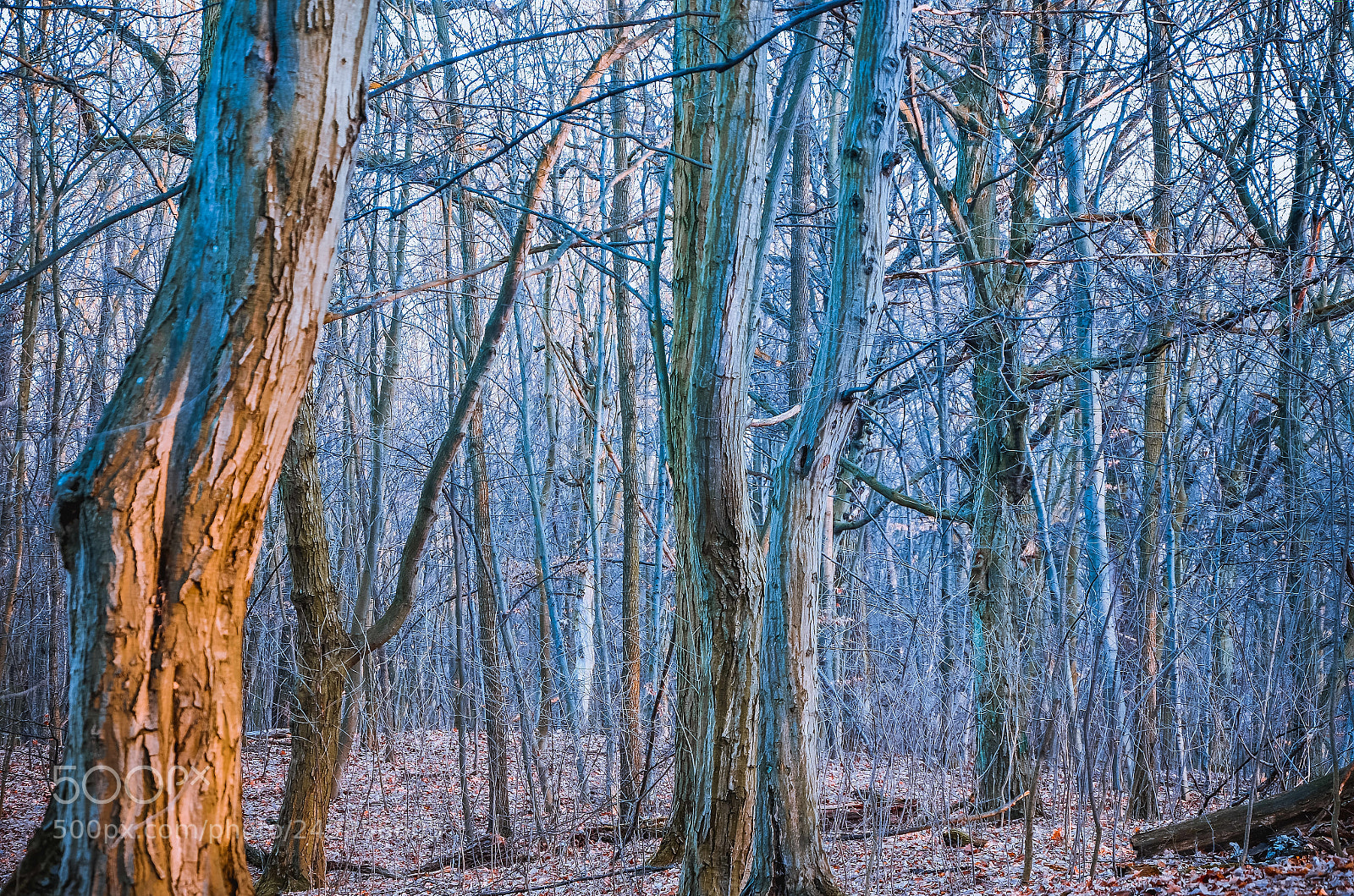 Nikon D5100 sample photo. Cold forest photography