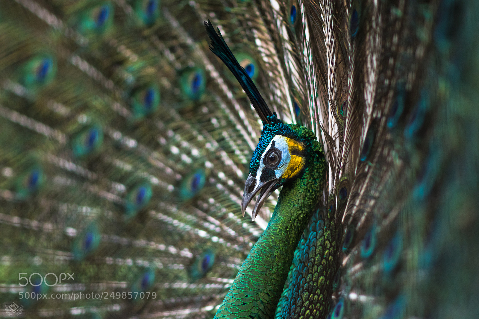 Nikon D5500 sample photo. The green peafowl photography