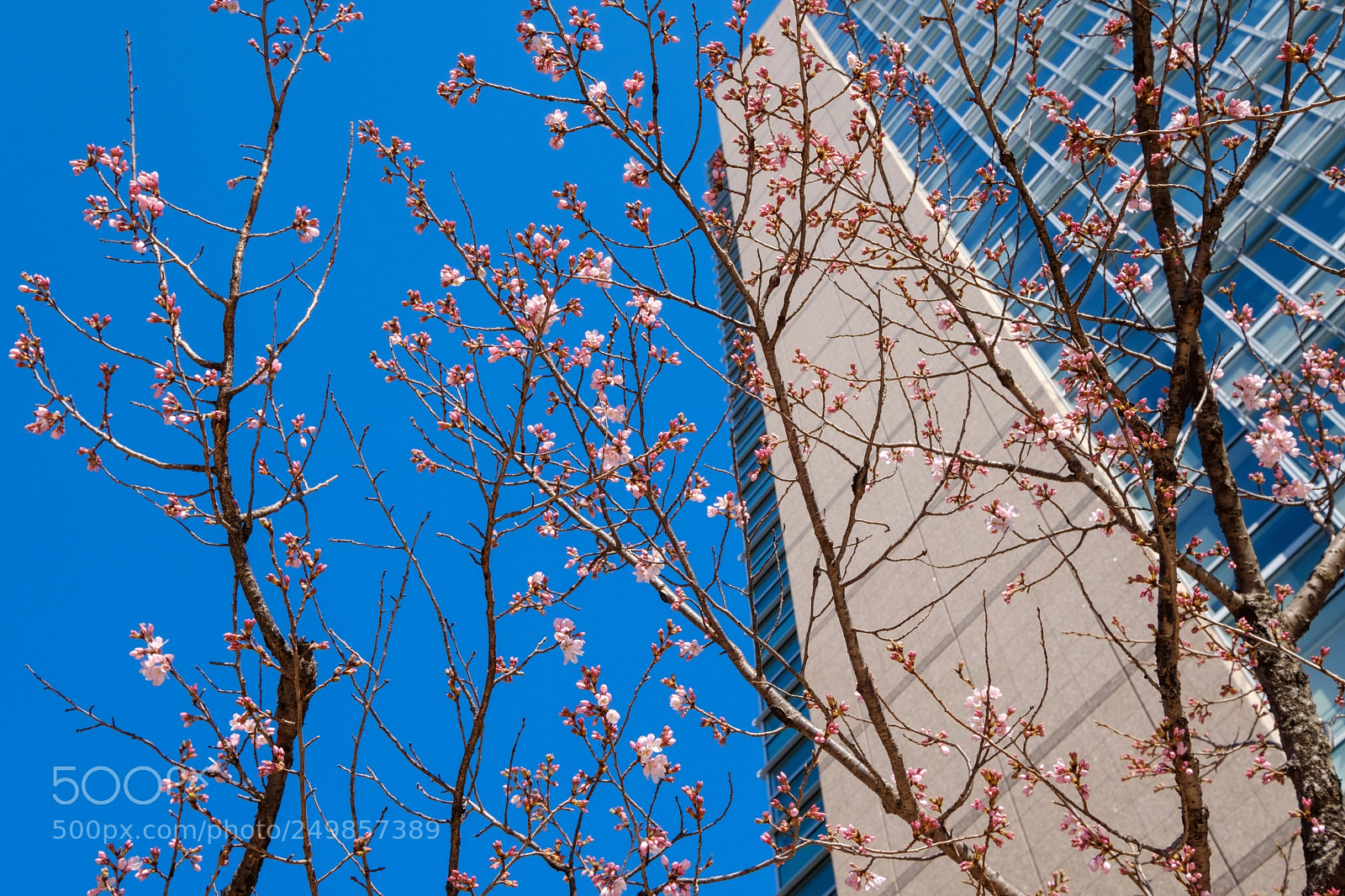 Fujifilm X-Pro2 sample photo. A plum and building photography