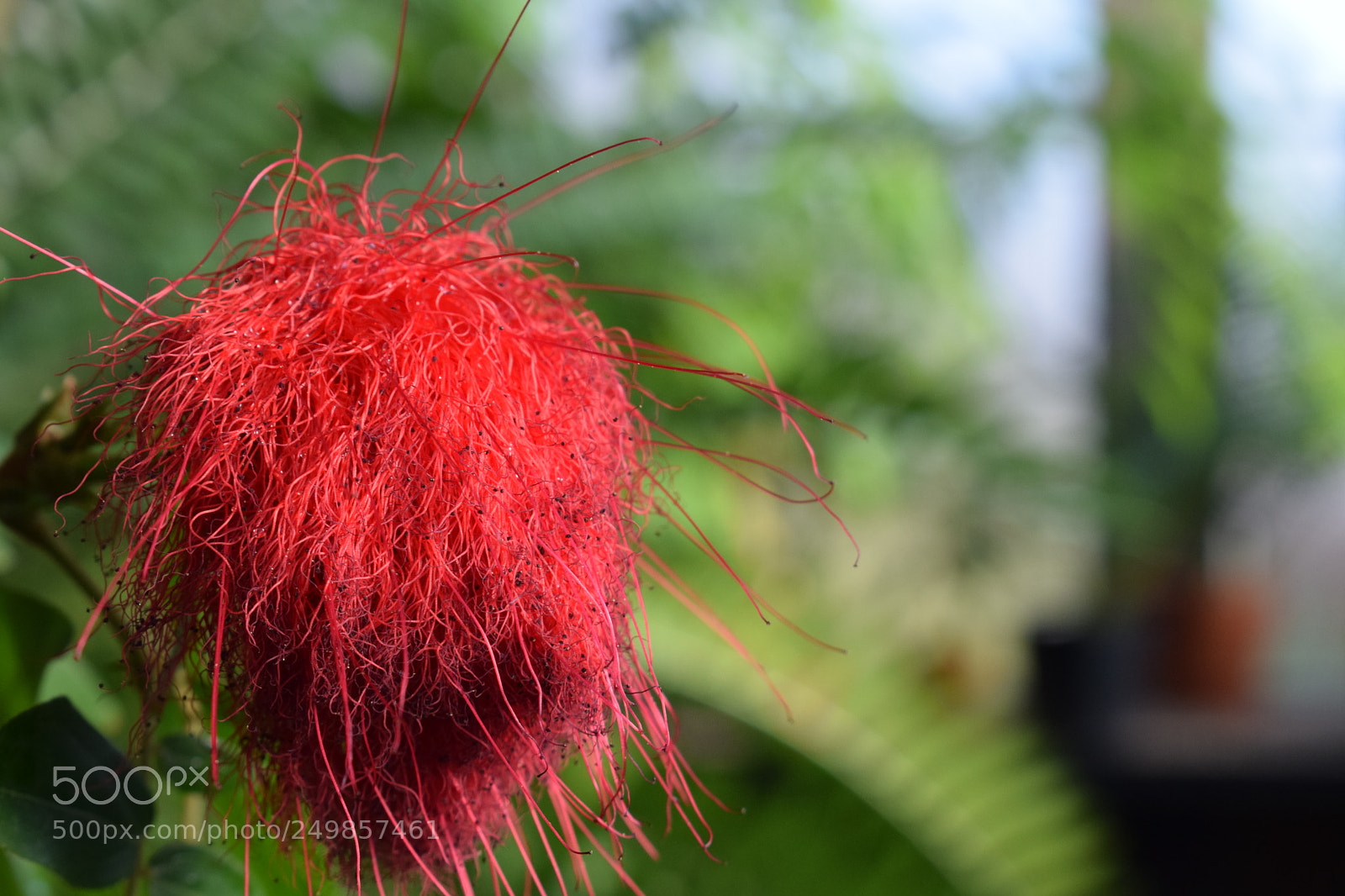 Nikon D3300 sample photo. Red ball photography